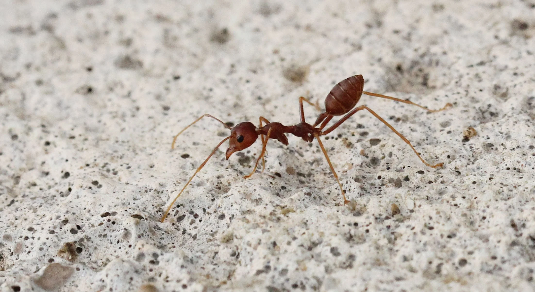 2015 Koh Lanta Build and Fun (165).JPG