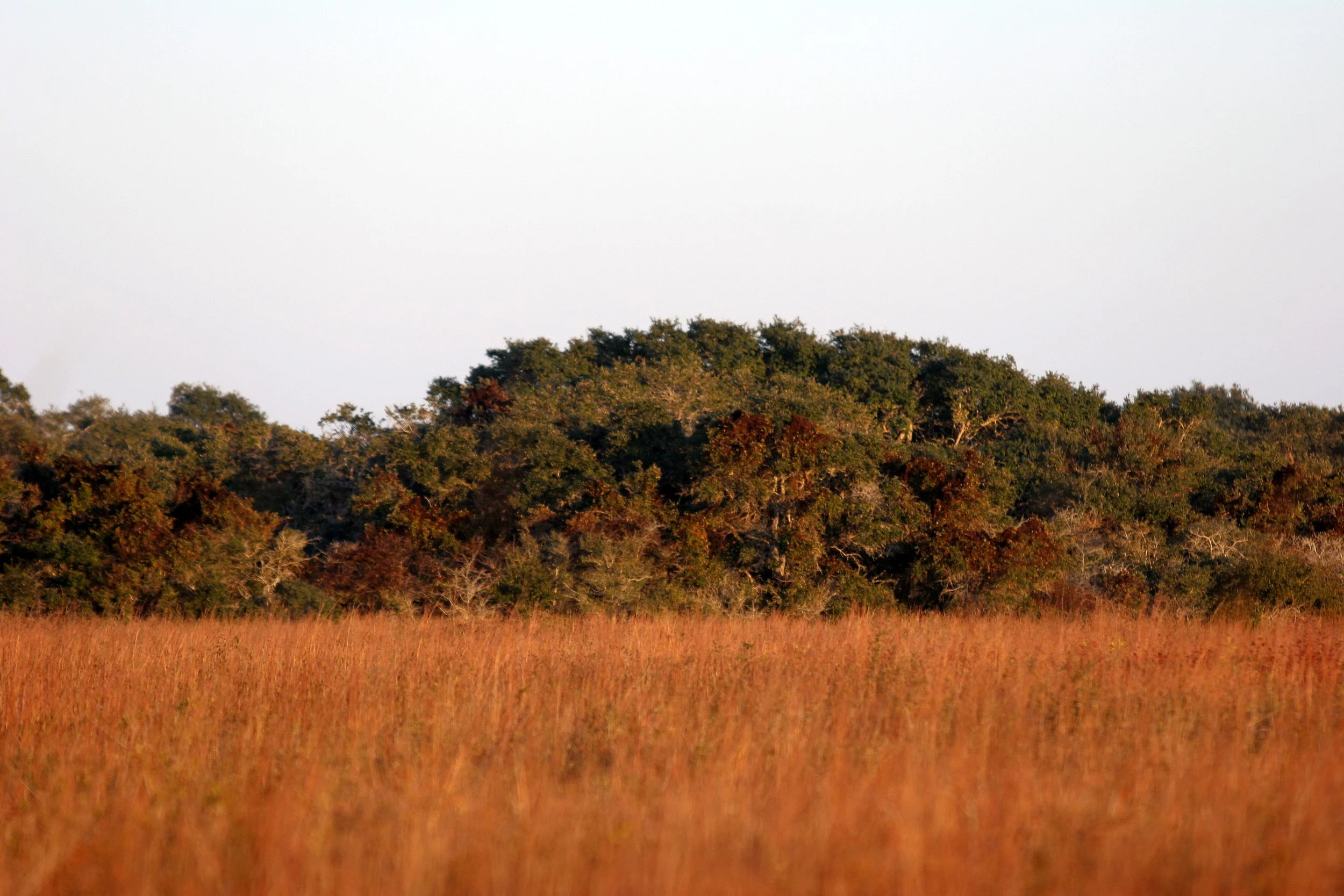 ARANZAS NWR - TEXAS (4).jpg