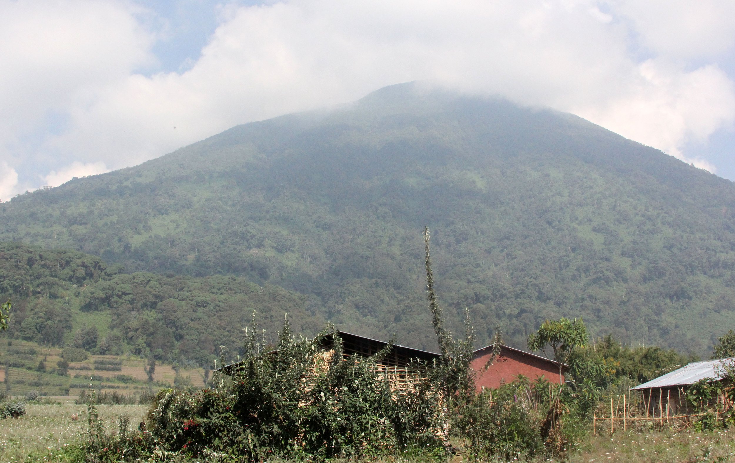 PARC DU VULCANS RWANDA 2012 (156).JPG