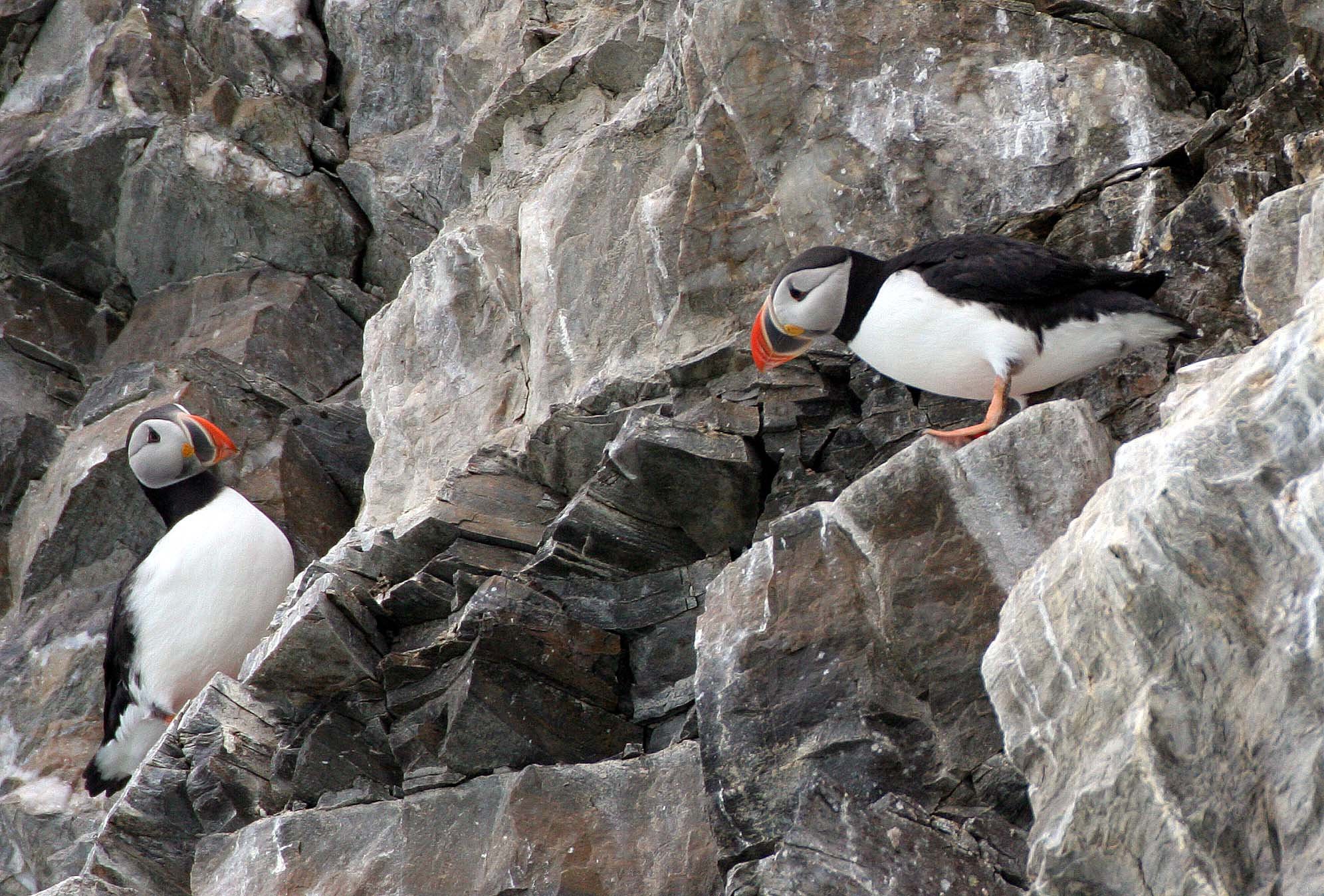 Fratercula arctica - ATLANTIC PUFFIN - SVALBARD (36).jpg