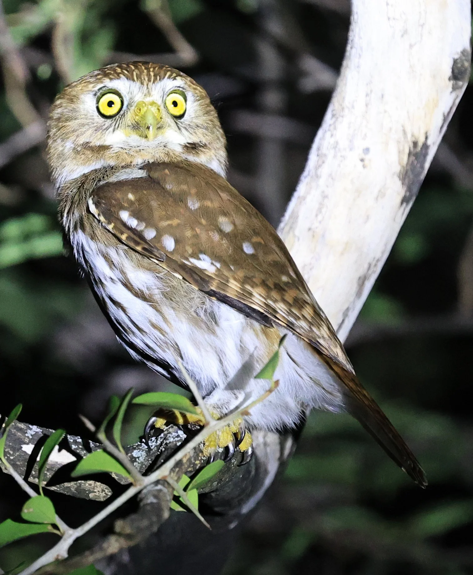Ferruginous Pygmy-Owl (Glaucidium brasilianum) Reserva Nueland  Selva Serena (35).jpg