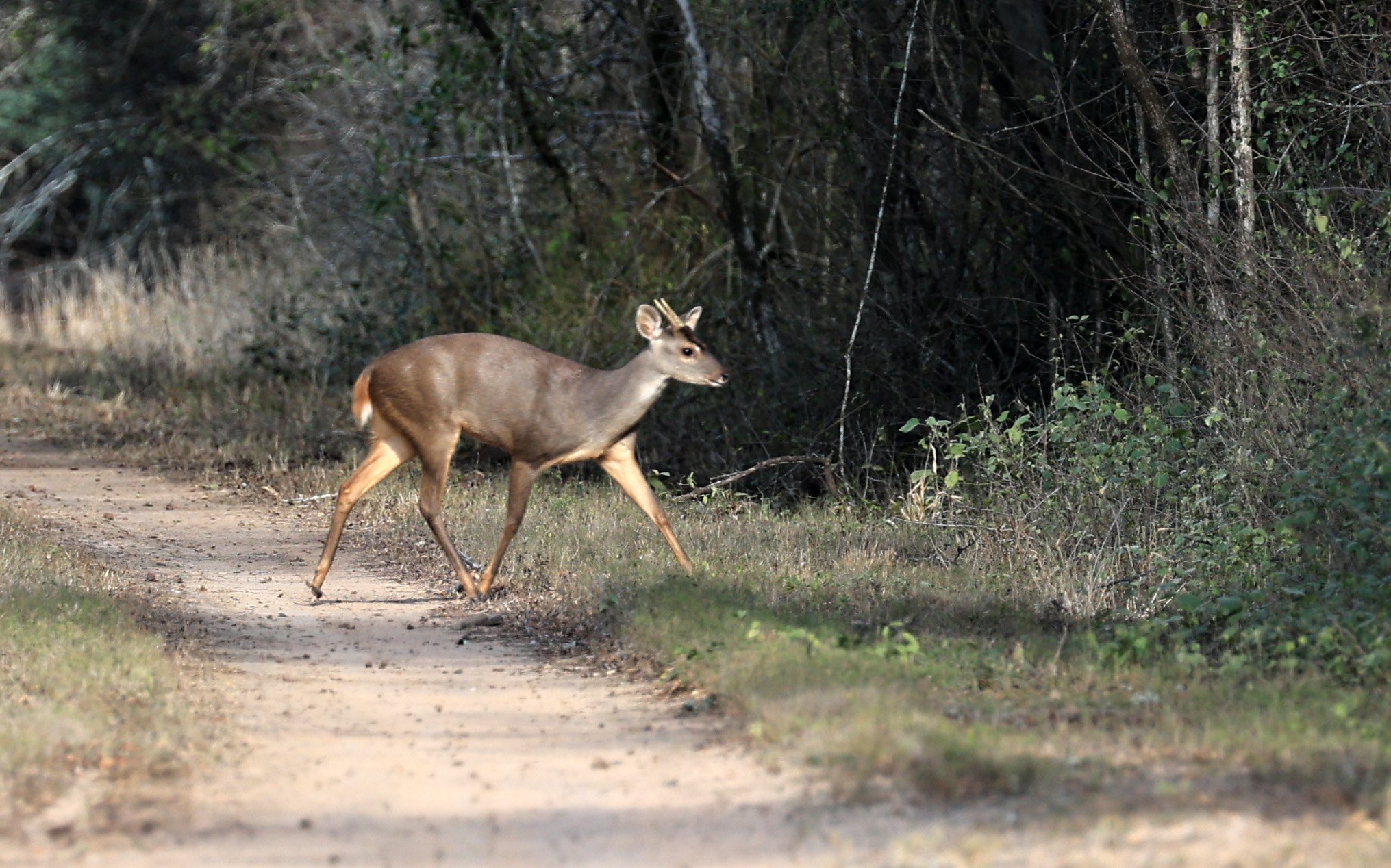 Southern Brown Brocket (Subulo gouazoubira) Selva Serena Natural Reserve (11).jpg