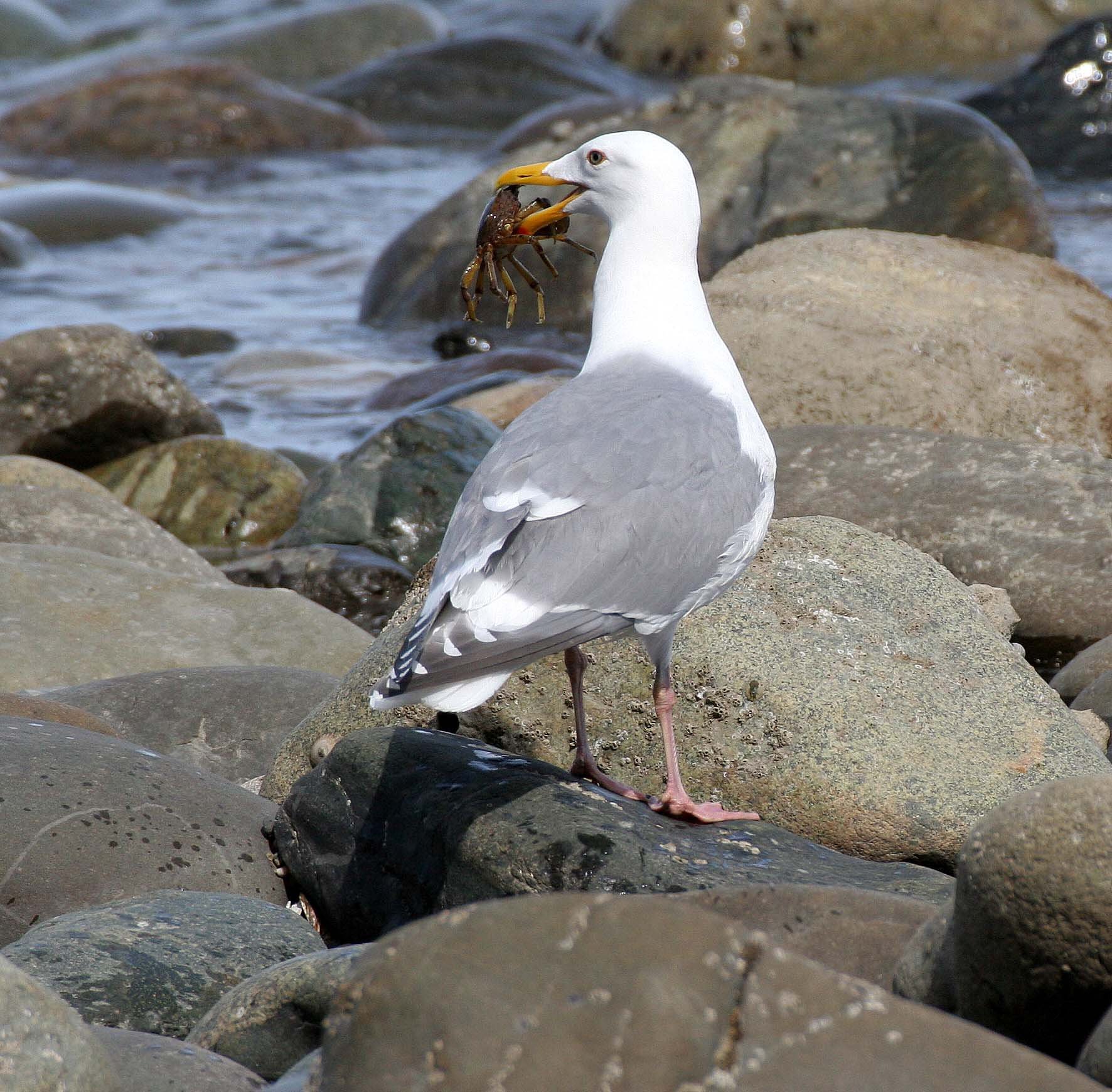 BIRD - GULL - GLAUCOUS-WINGED GULL - LAKE FARM BEACH WA (10).JPG