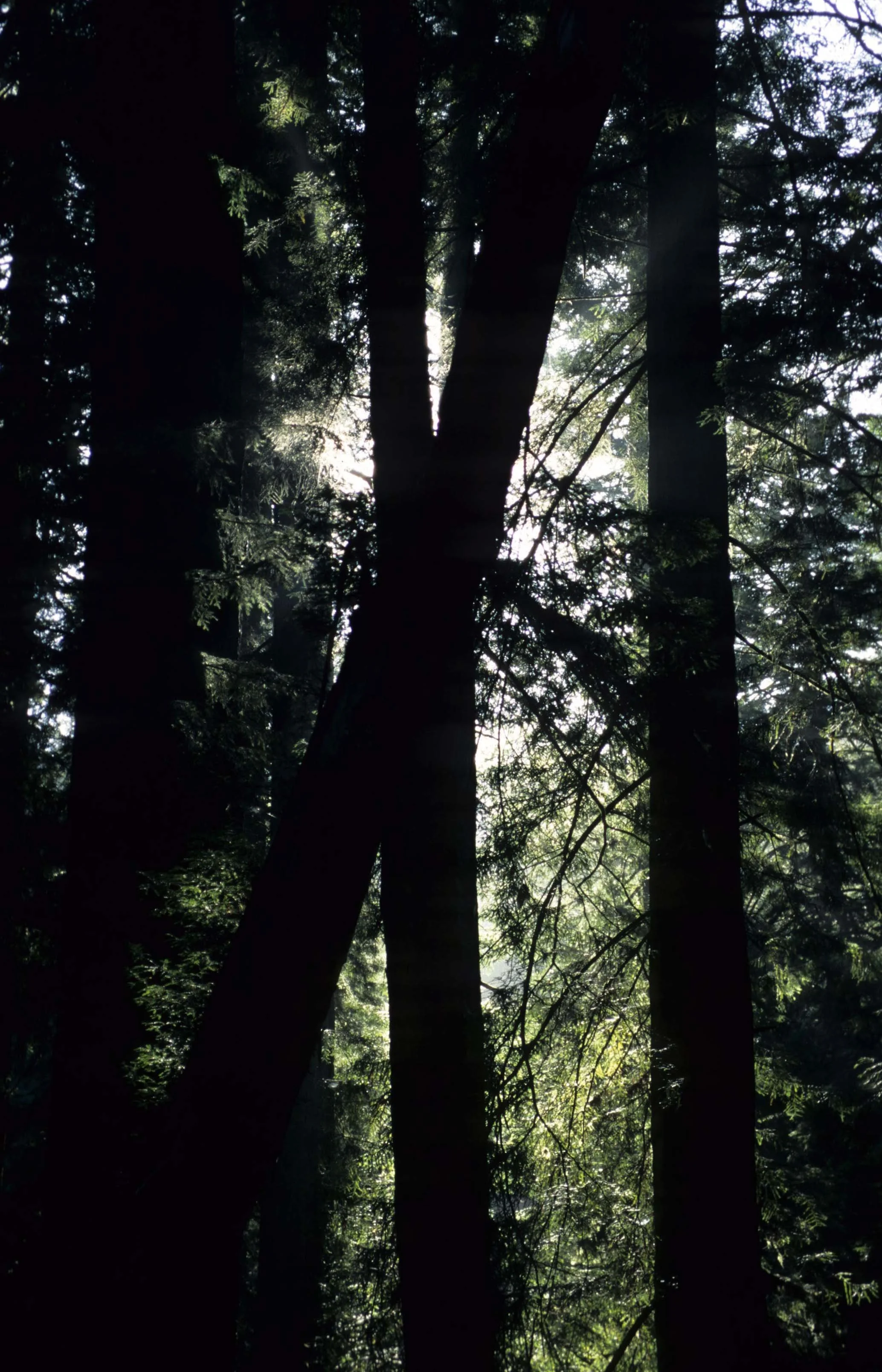 CALIFORNIA - REDWOODS NP - SEQUOIA SEMPERVIRENS - COAST REDWOODS (10).jpg