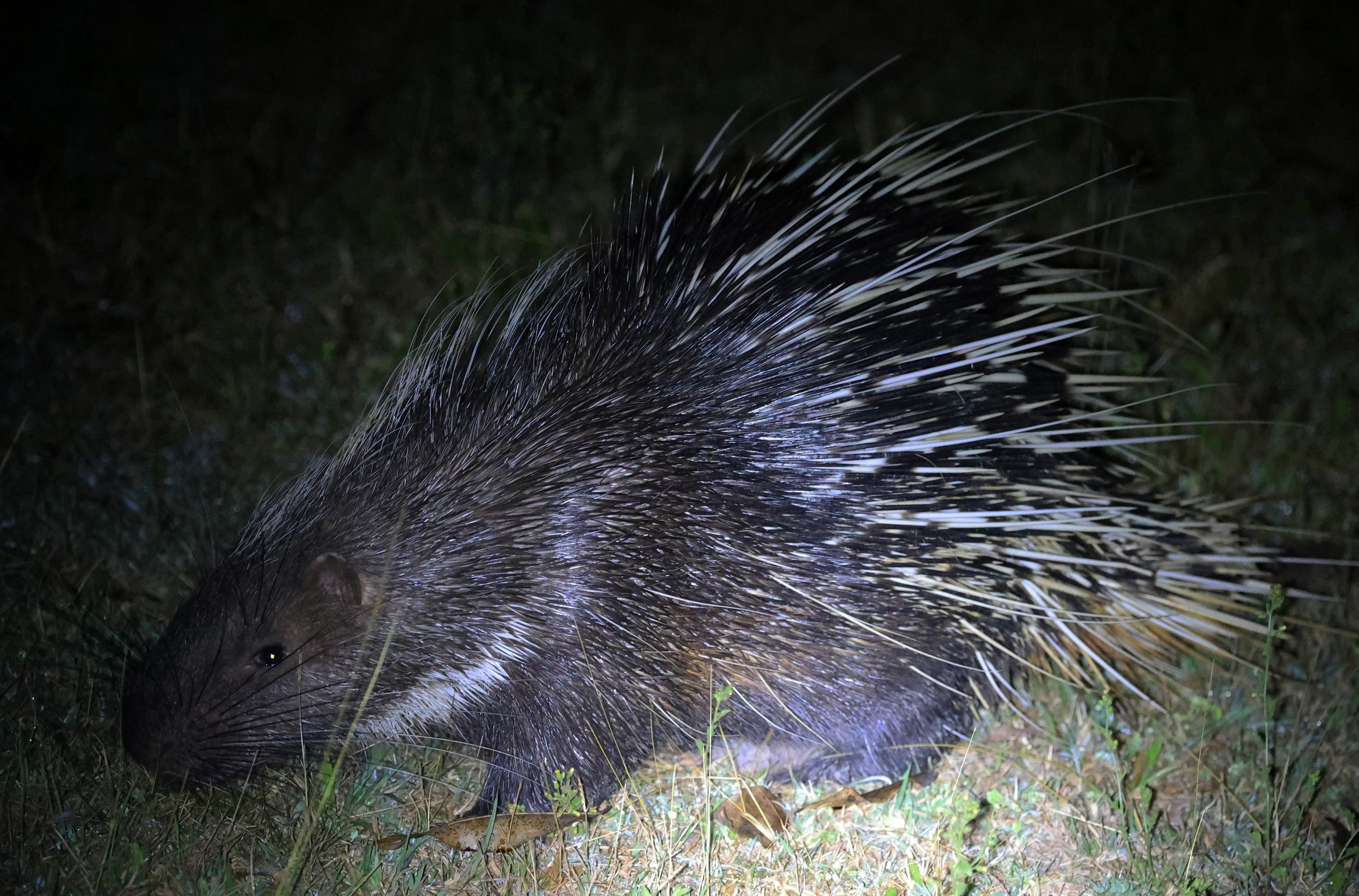 East Asian Porcupine (Hystrix brachyura) Khao Yai National Park Feb 2026 Day 2 (6).jpg