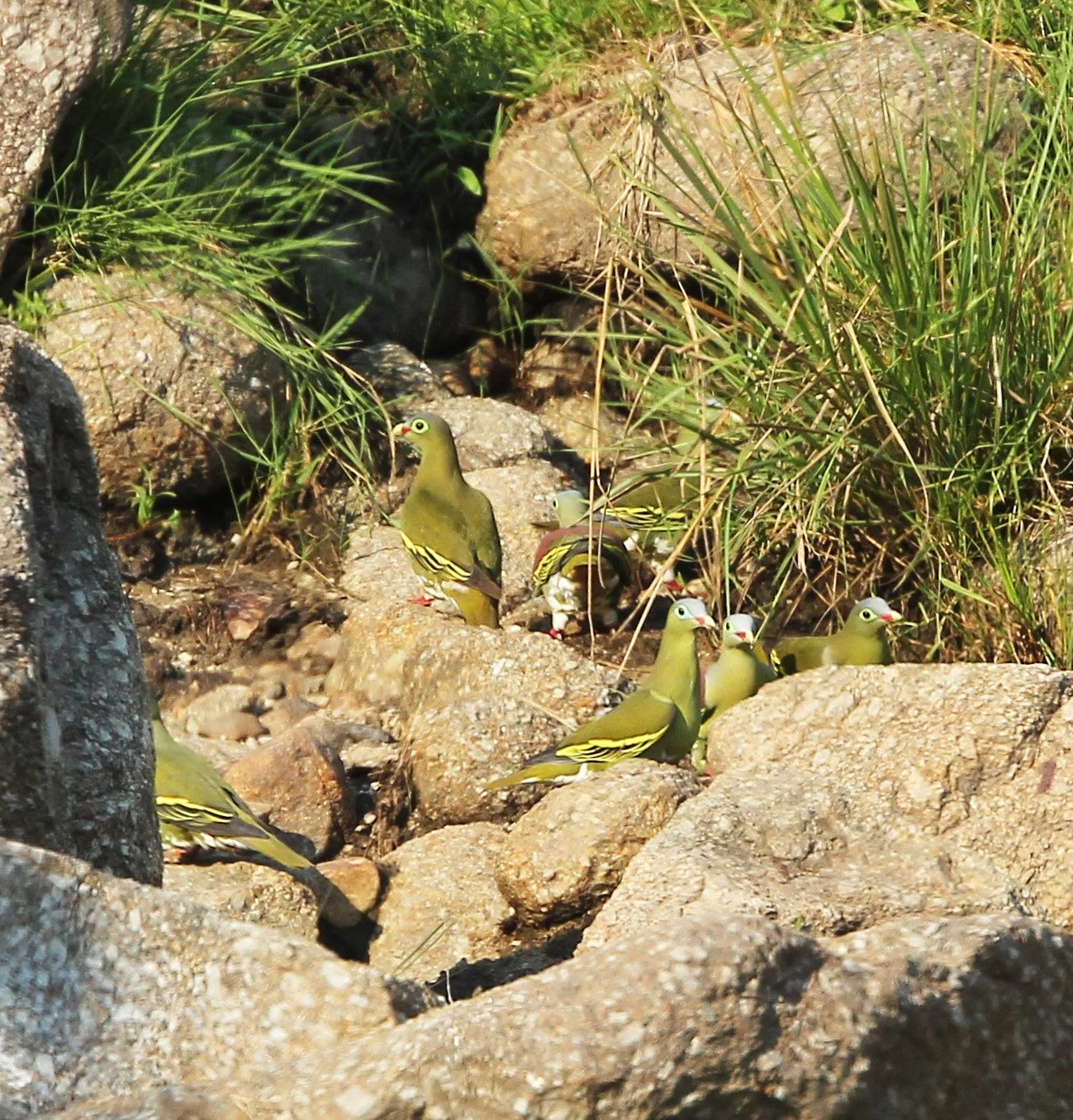 Thick-billed Green Pigeon (Treron curvirostra) Khao Ban Dai Huai Kha Khaeng Nature Reserve Thailand (8).JPG