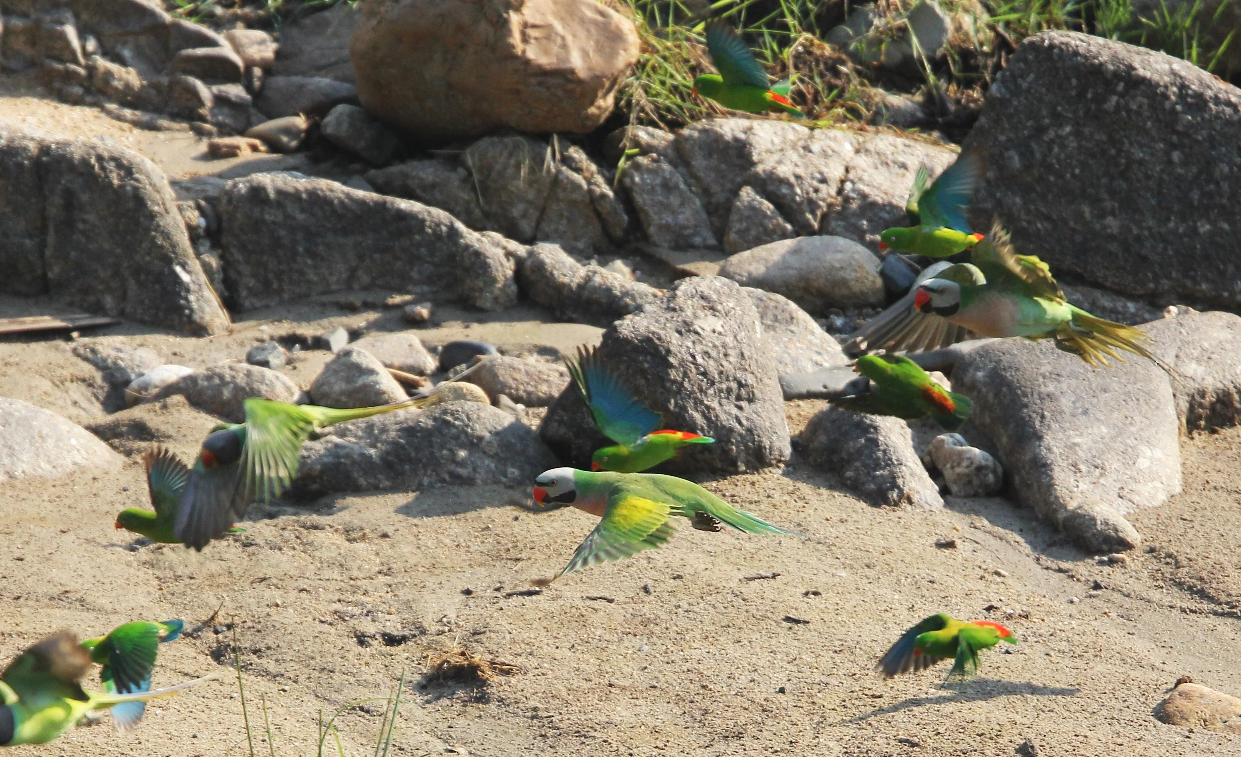 BIRD - PARAKEET - RED BREASTED, GREY-HEADED PARAKEETS & VERNAL HANGING PARROT -  HUAI KHA KHAENG (15).jpg