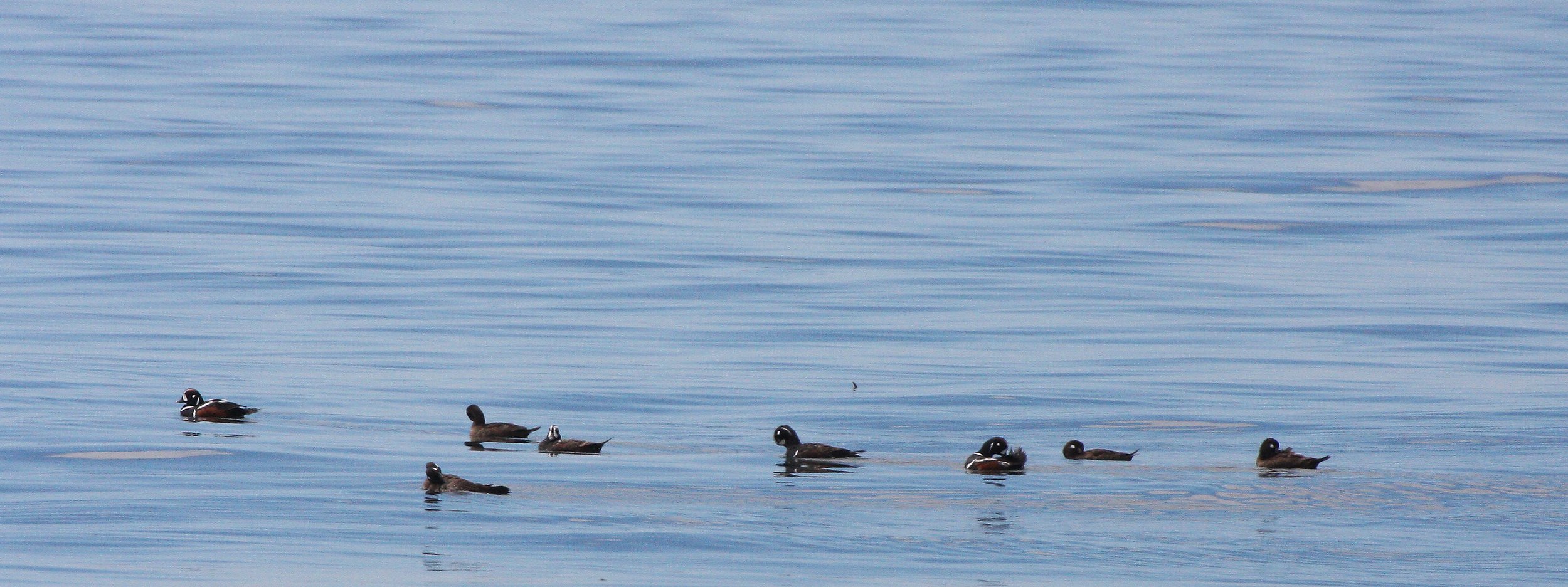 BIRD - SCOTER - WHITE-WINGED SCOTERS IN STRAIT OF JUAN DE FUCA WA.JPG