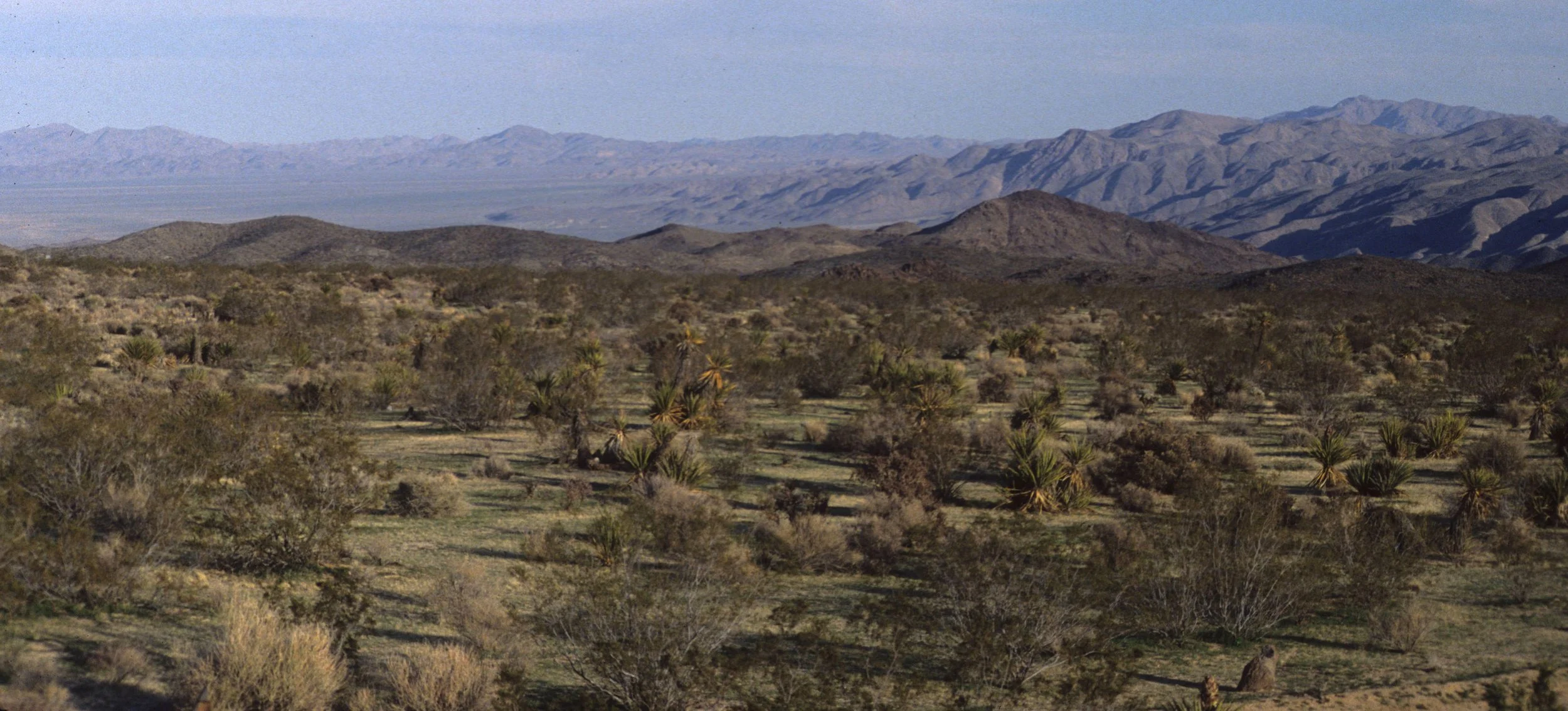 ANZA BORREGO - CREOSOTE COMMUNITY.jpg