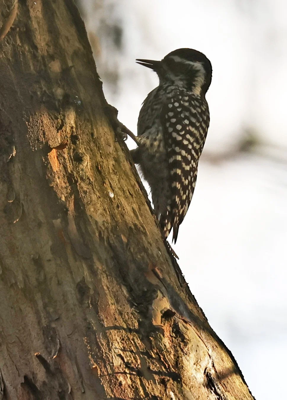 Checkered Woodpecker (Veniliornis mixtus) Estancia Campo'i Paraguay (3).jpg