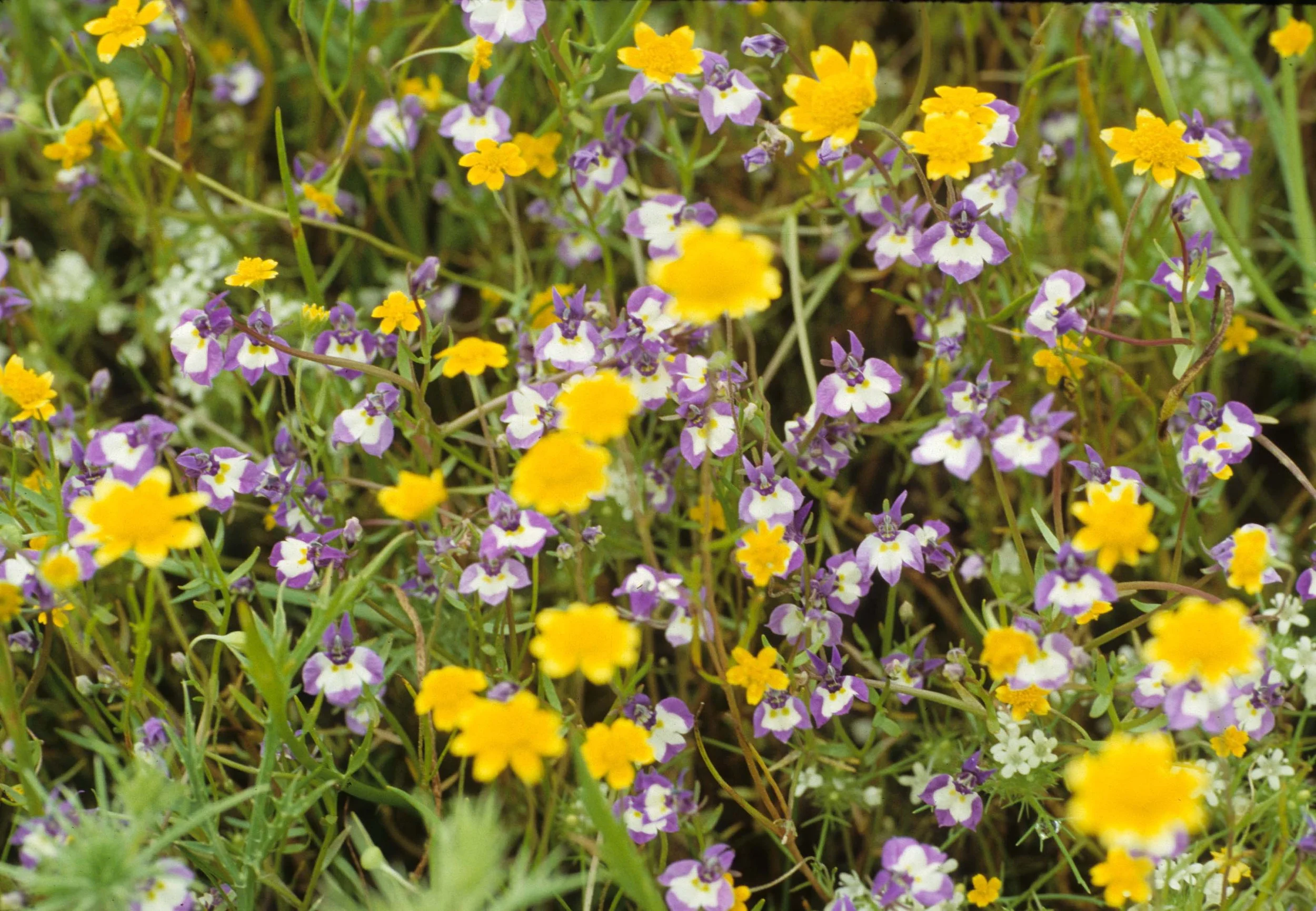 MONTANA - GLACIER - VIOLA SPECIES.jpg