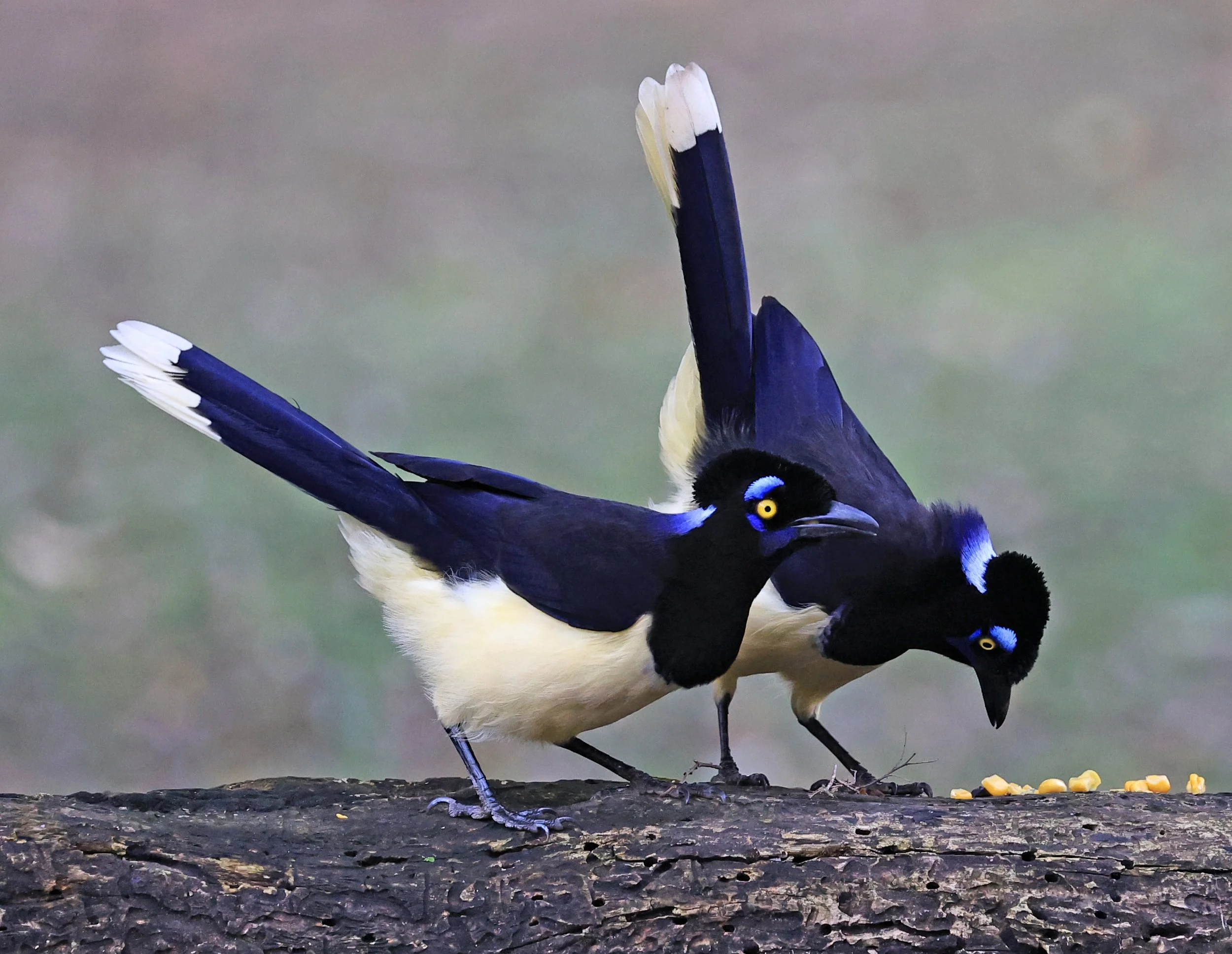 Plush-crested Jay (Cyanocorax chrysops) El Palmar National Park, Entre Rios, Argentina (17).jpg