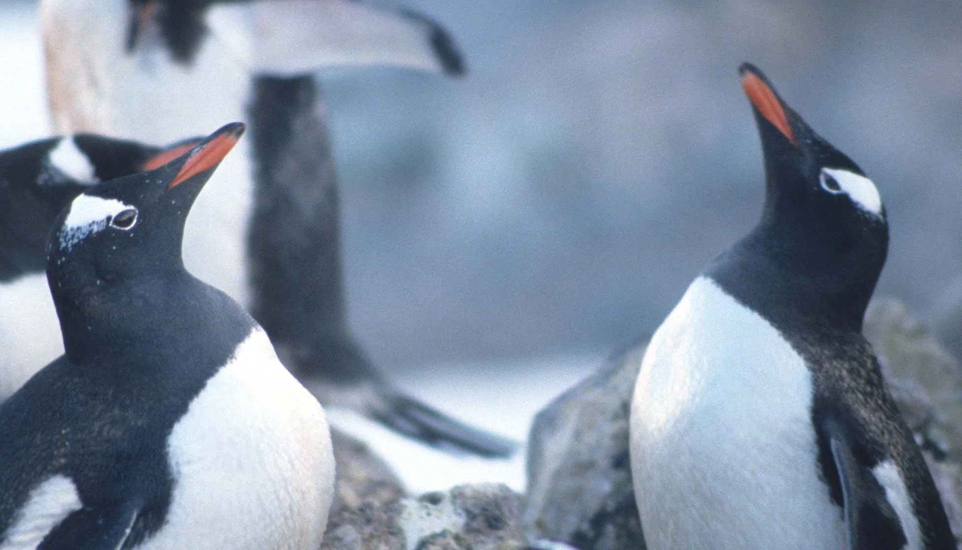 Gentoo Penguin (Pygoscelis papua) Danco Island Antarctic Peninsula (29).jpg