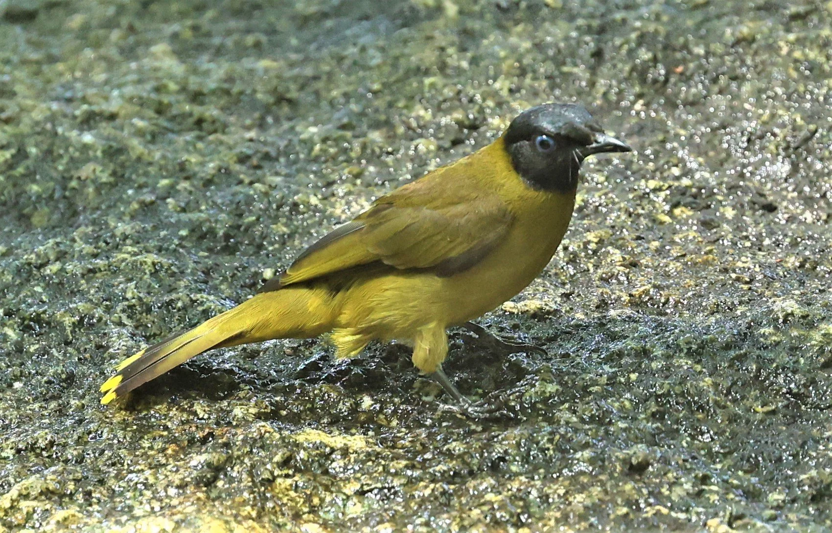 BULBUL - BLACK HEADED BULBUL - Pycnonotus atriceps - WAT THAM PRATHUM CHONBURI March 2022 (2).jpg