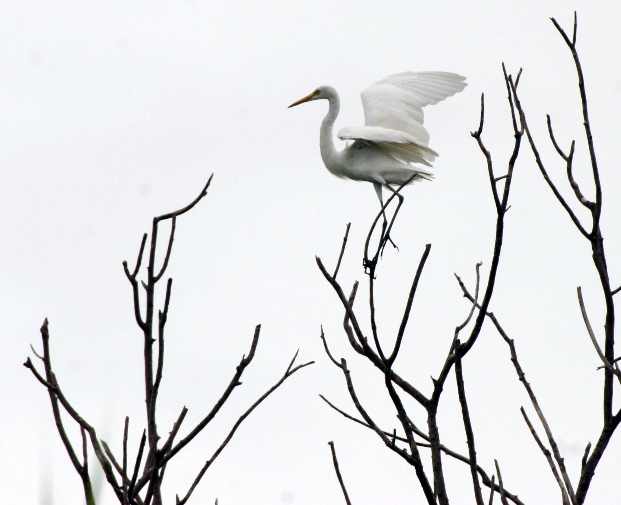 EGRET - INTERMEDIATE EGRET - EGRET - Mesophoyx intermedia -  BUENG BORAPHET THAILAND (2).JPG