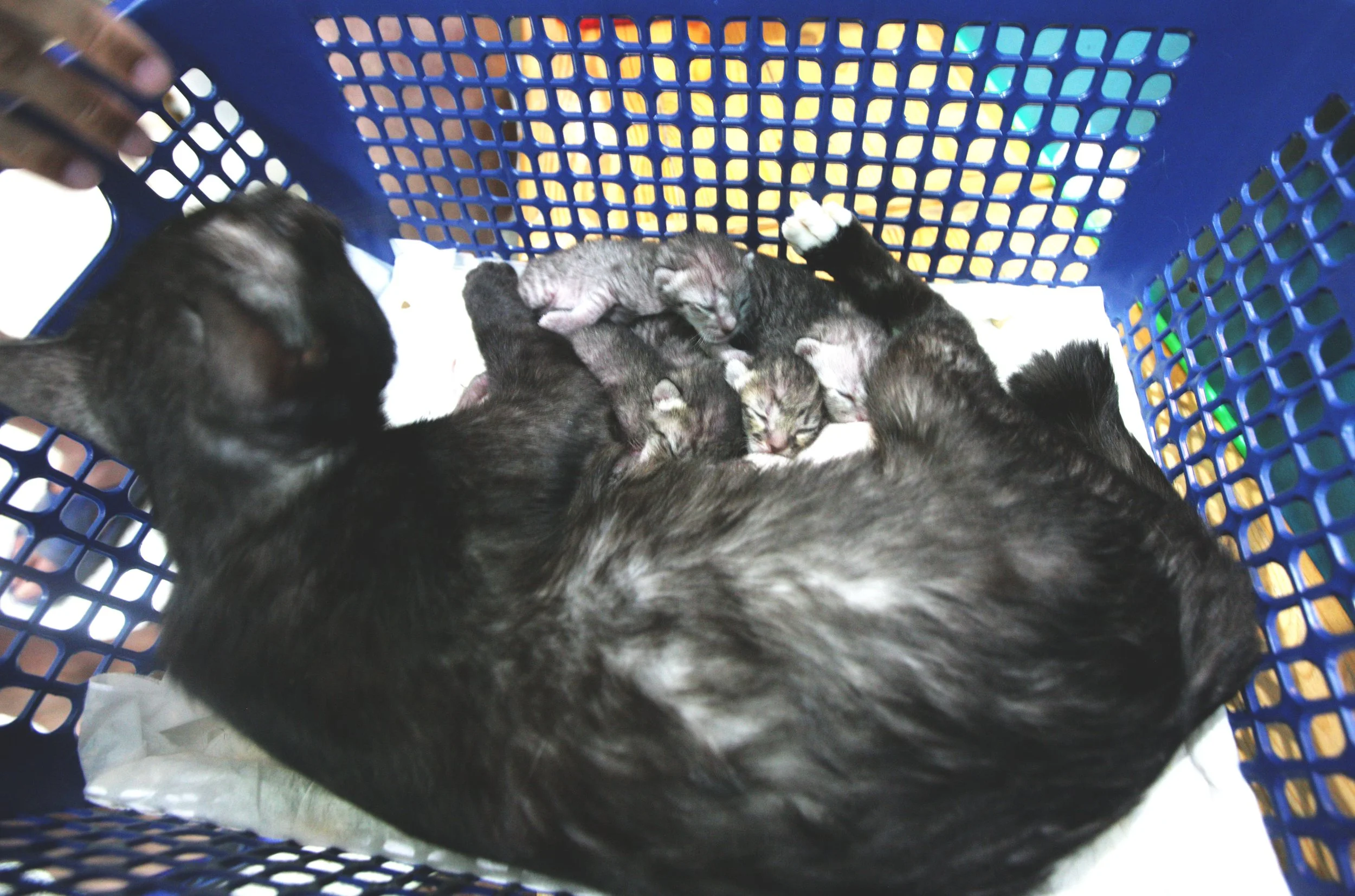 2017 Graffiti Tour in Bangkok (506).JPG