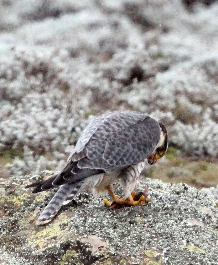 Falco biarmicus - LANNER FALCON - BALE MOUNTAINS NATIONAL PARK ETHIOPIA (52).JPG