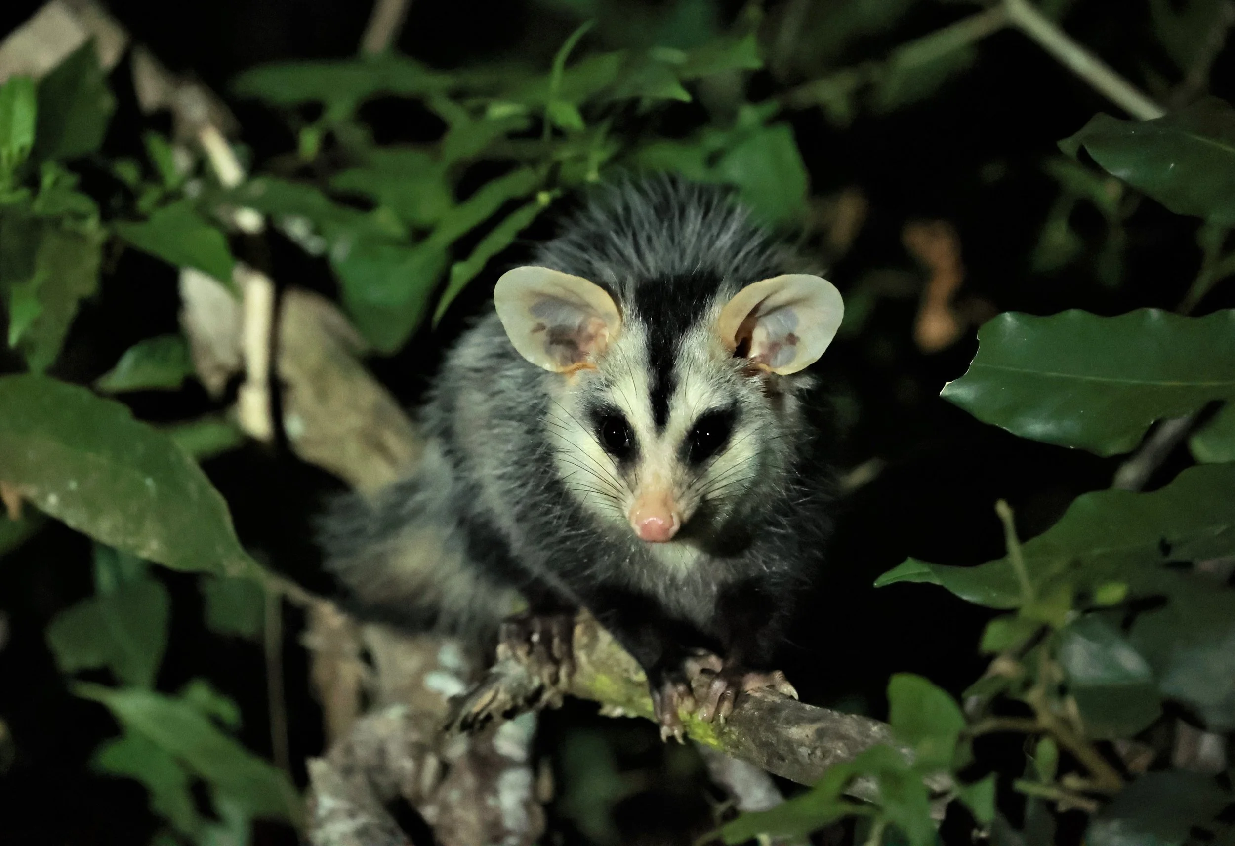 White eared Opossum Didelphis Albiventris Coke Smith Wildlife white-eared-opossum-didelphis-albiventris-coke-smith-wildlife