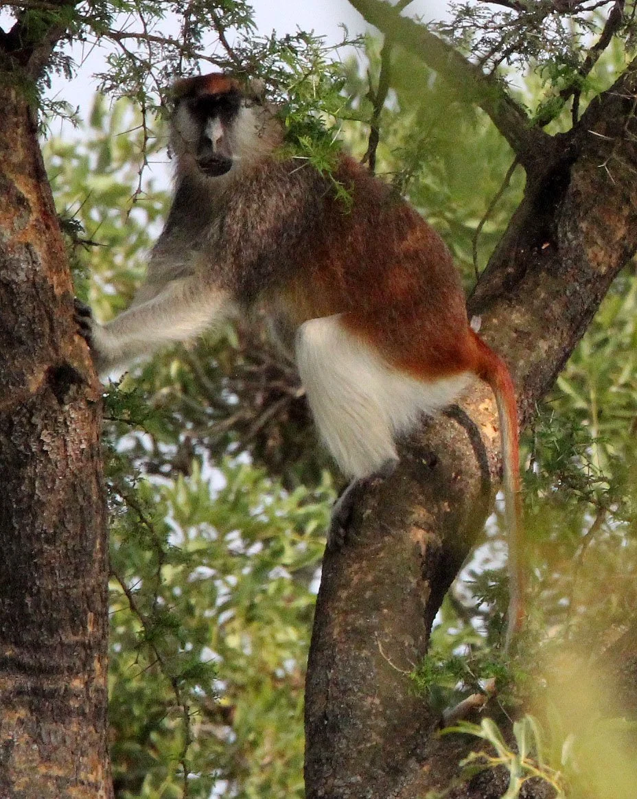 CERCOPITHECIDAE - Erythrocebus patas - PATAS MONKEY - MURCHISON FALLS NATIONAL PARK UGANDA (37).JPG