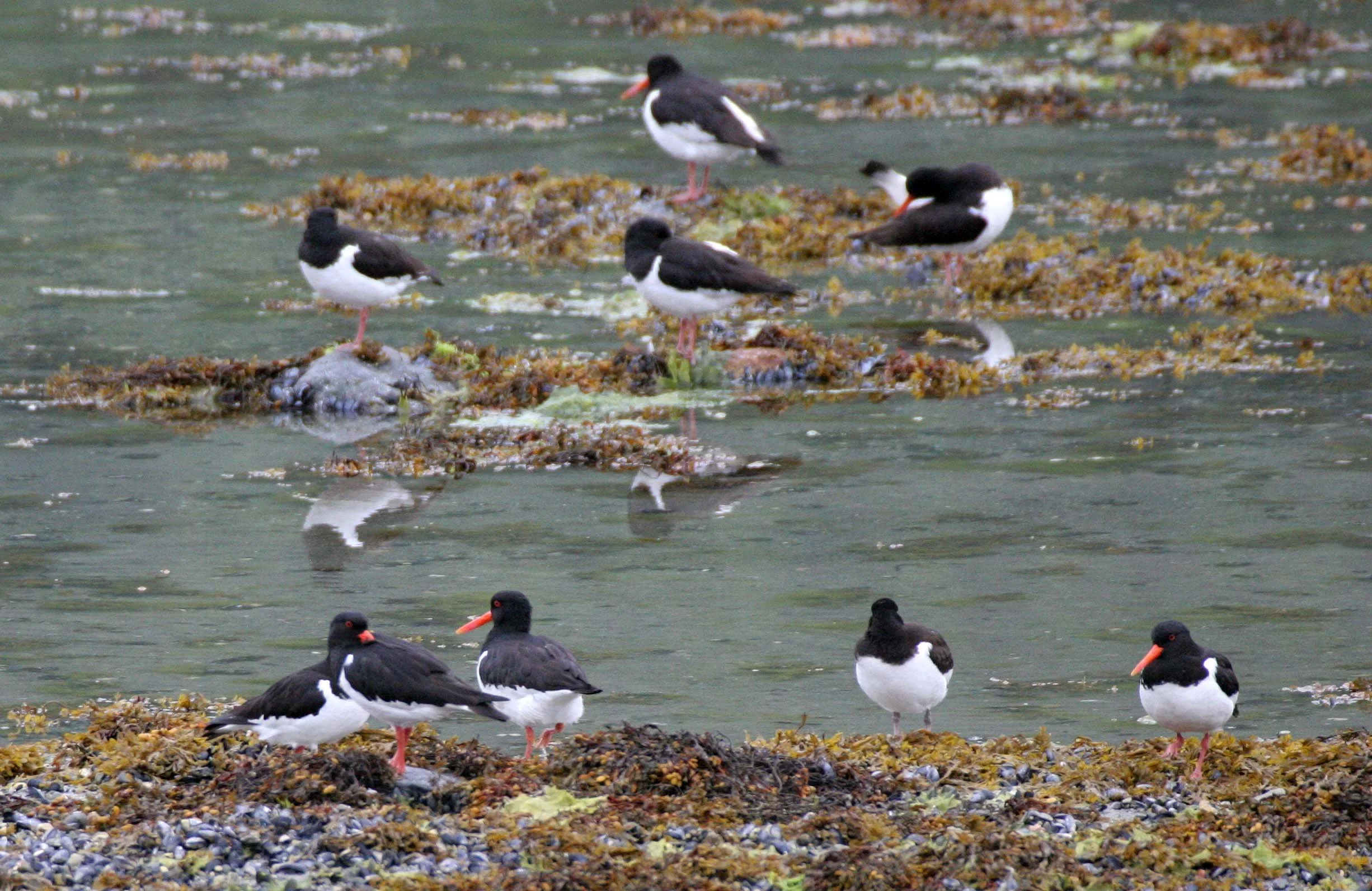 BIRD - OYSTERCATCHER - EUROPEAN - NEAR ALTA NORWAY (11).jpg