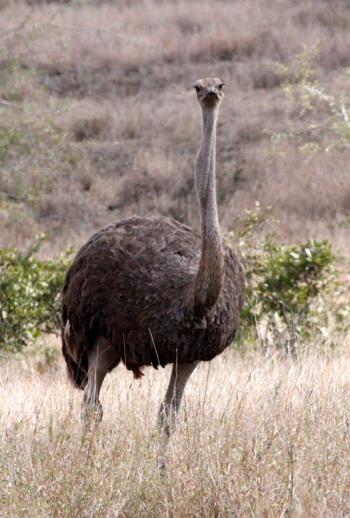 Struthio camelus australis - SOUTH AFRICAN OSTRICH - KRUGER NATIONAL PARK SOUTH AFRICA (10).JPG