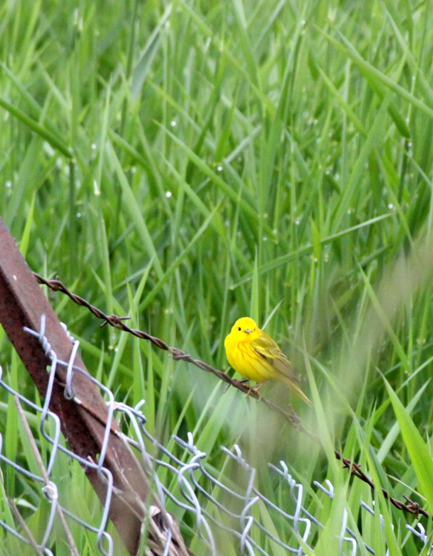 American Goldfinch (Spinus tristis) Somemos Marsh, Vancouver Island, Canada (1).JPG