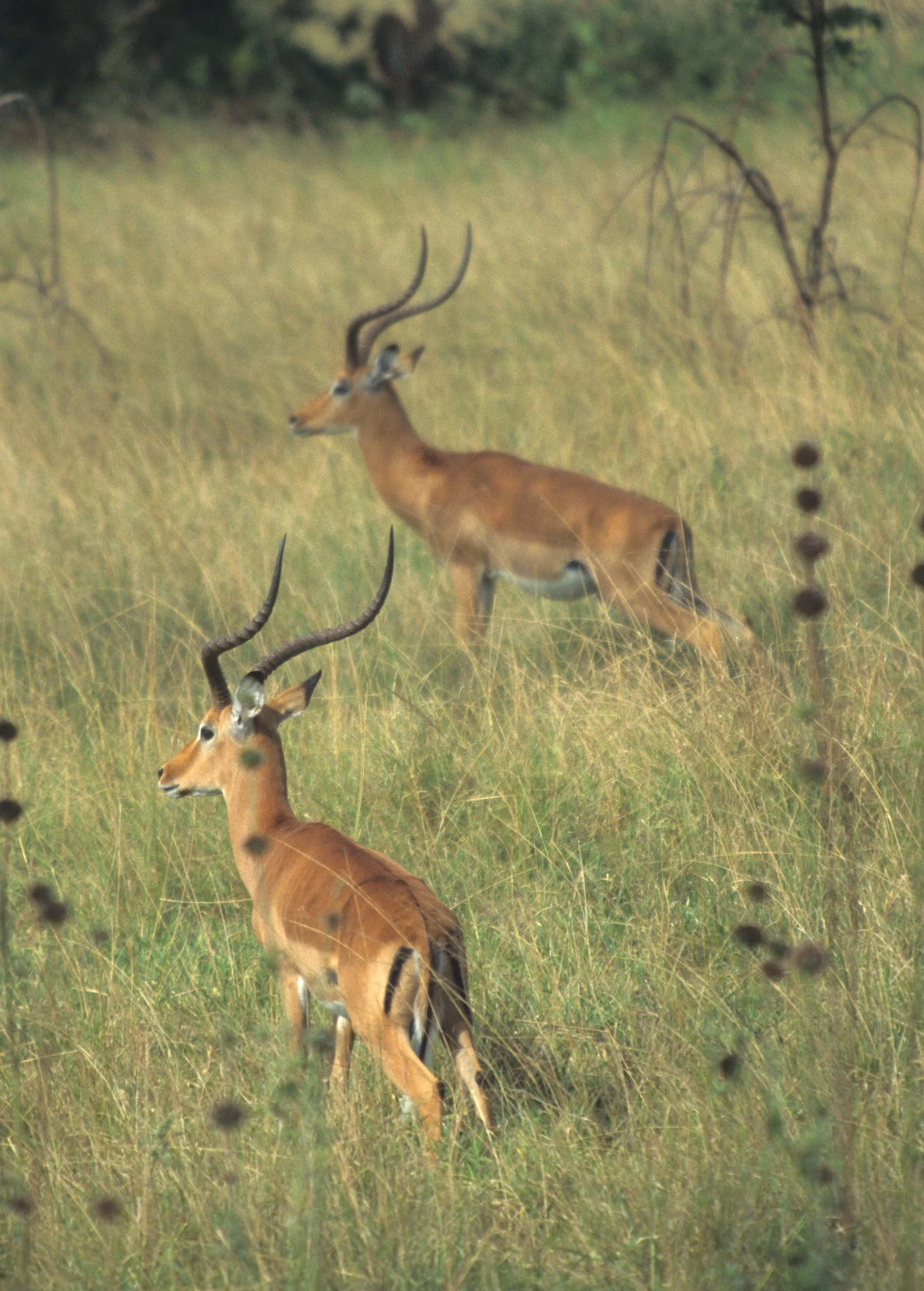BOVID - IMPALLA-UGANDA (3).jpg