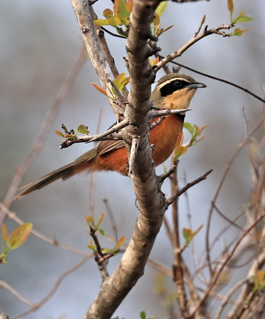 Olive-crowned Crescentchest (Melanopareia maximiliani) Selva Serena Natural Reserve (8).jpg