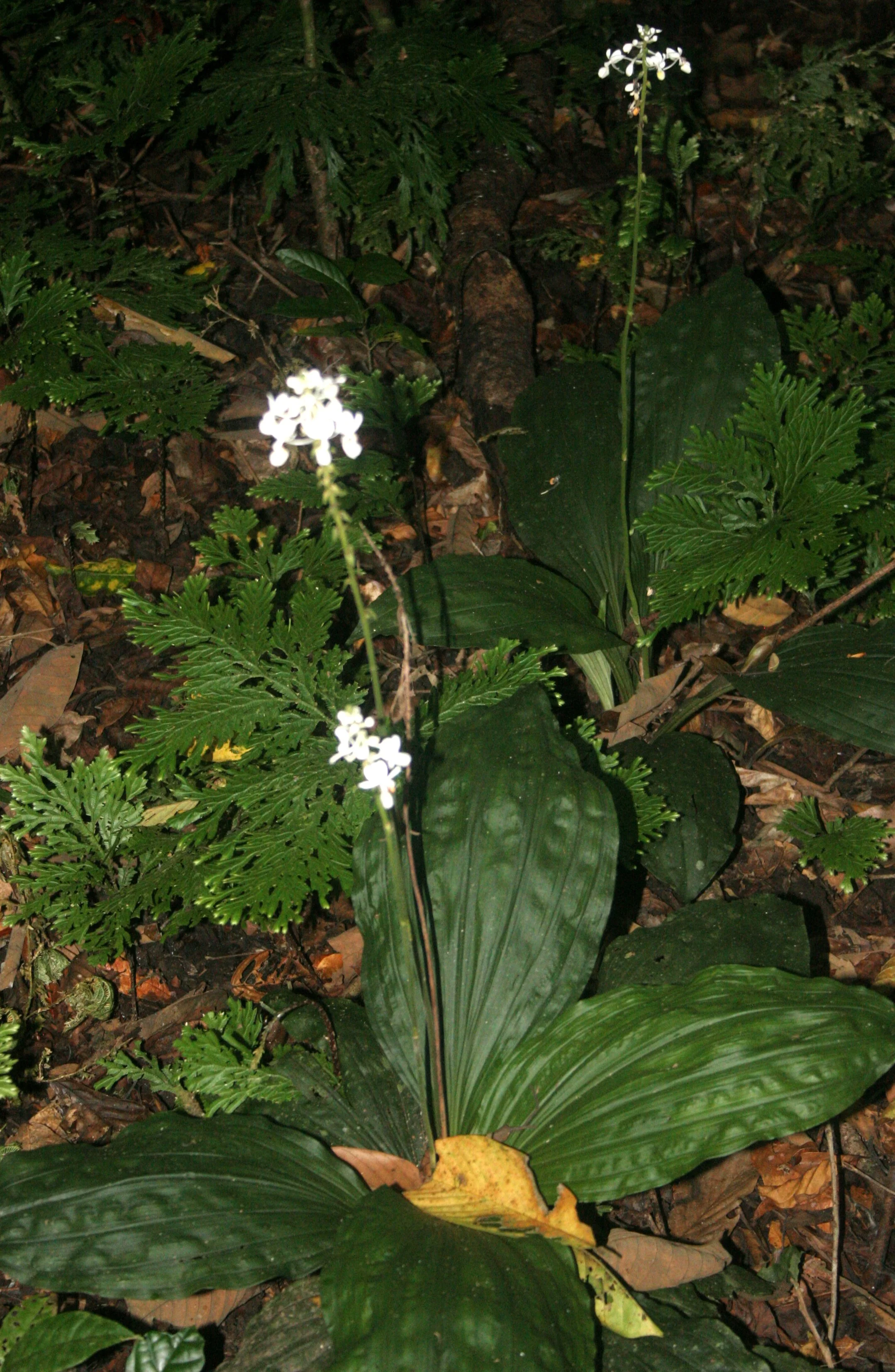 DANUM VALLEY BORNEO - ORCHID SPECIES.JPG