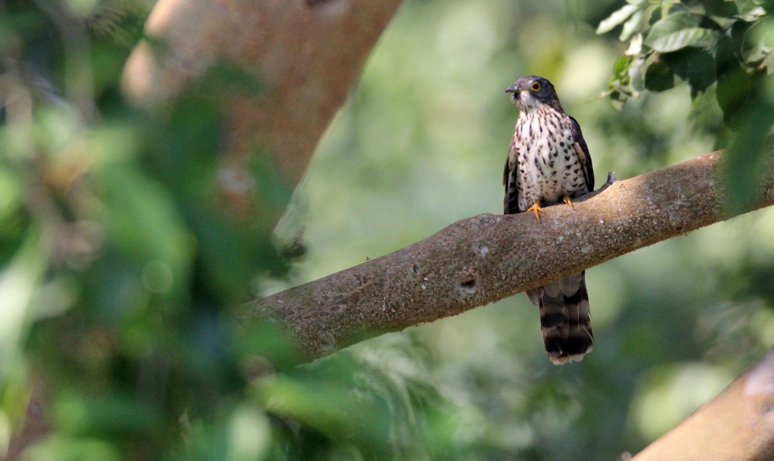 Large Hawk-cuckoo (Hierococcyx sparveroides) Huai Kha Khaeng NWR Thailand (9).JPG