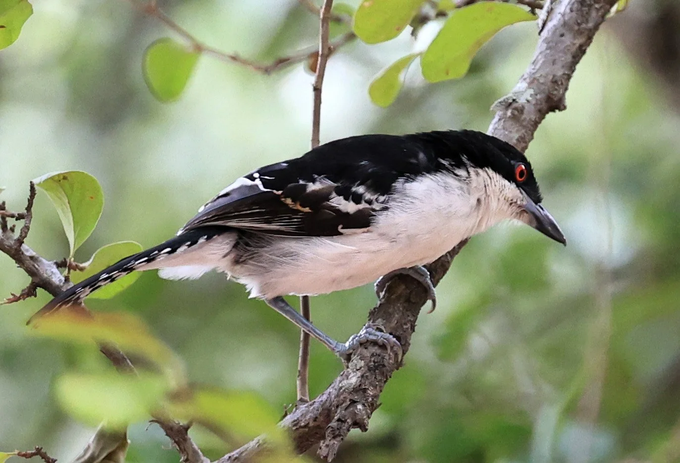 Great Antshrike (Taraba major) Hotel Campestre Iparoma Paraguay (14).jpg