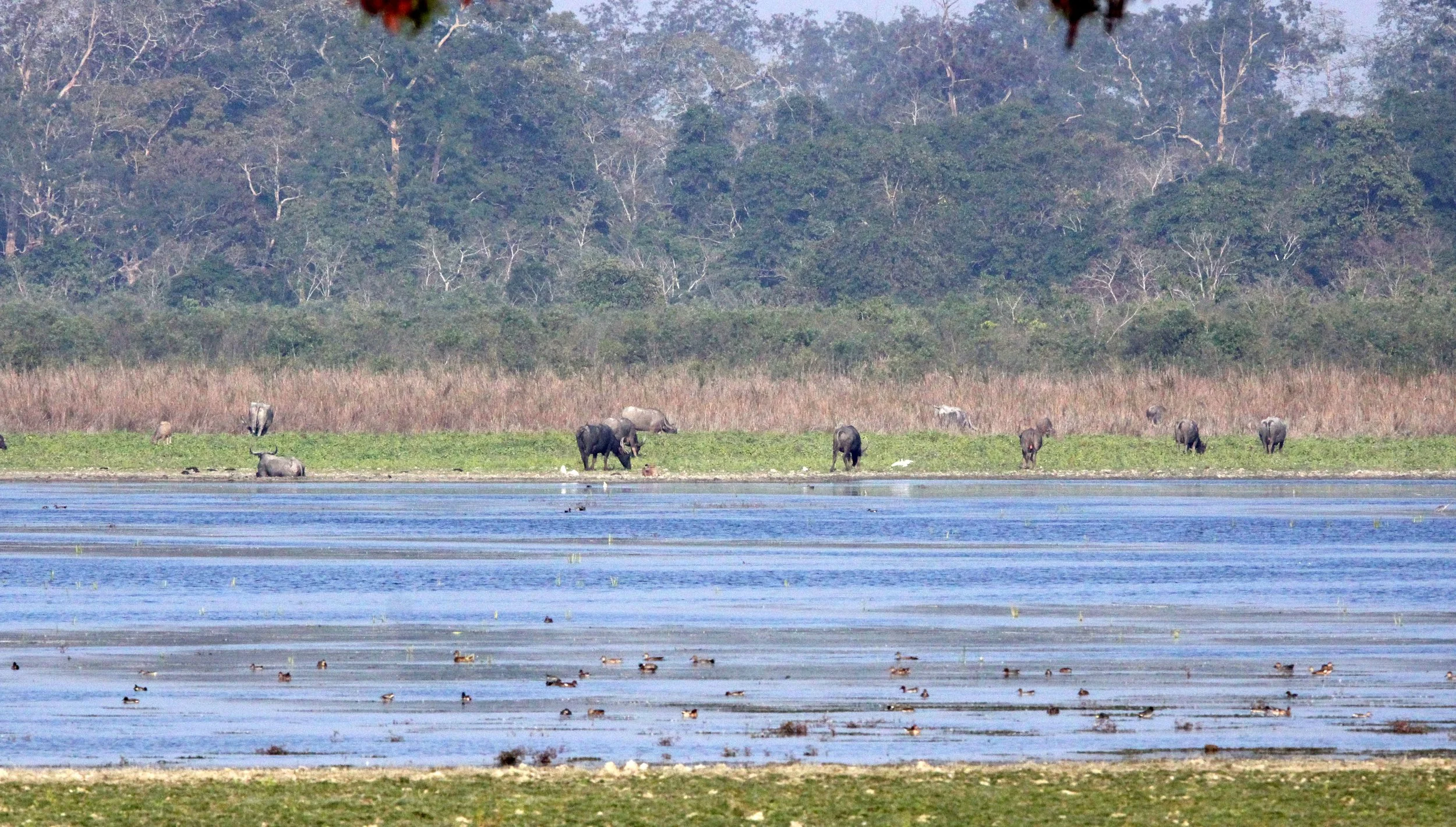 ASSAM - KAZIRANGA NATIONAL PARK ASSAM INDIA - HONEYCOMBS (13).JPG