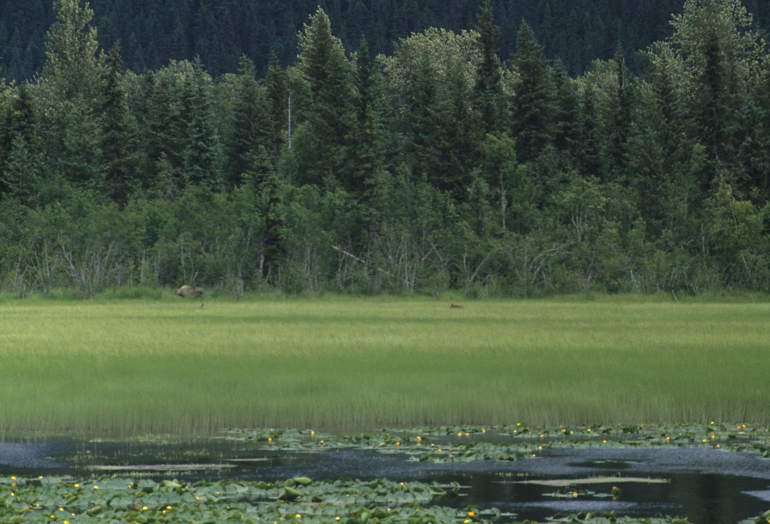 ALASKA - DENALI - MOOSE IN WETLAND.jpg