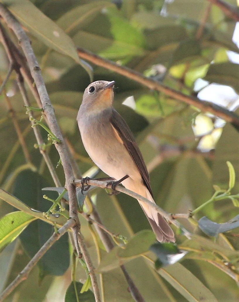 FLYCATCHER - ASIAN BROWN FLYCATCHER - Muscicapa dauurica - KAENG KRACHAN NP (11).jpg