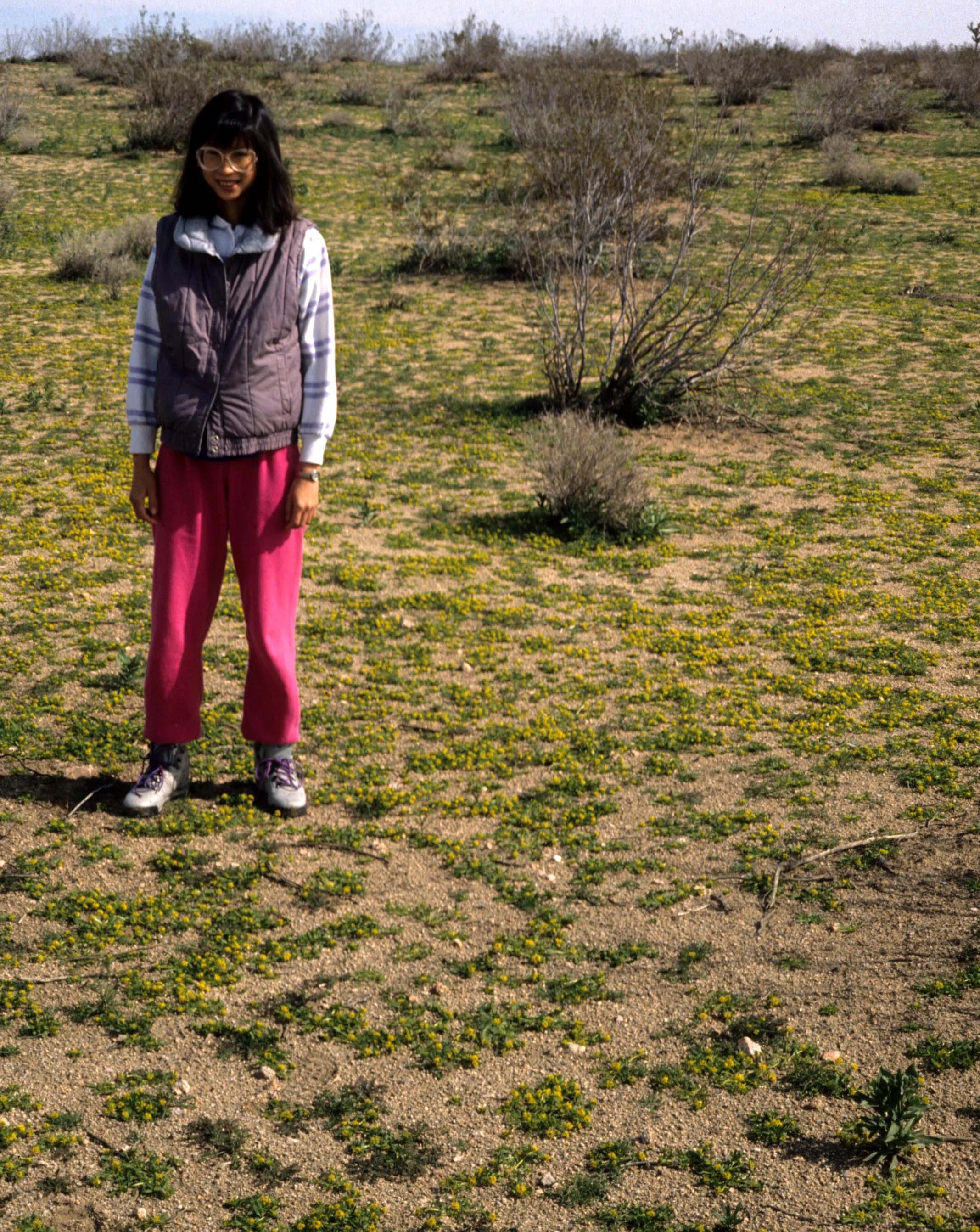 ANZA BORREGO - GOLDEN CARPET.jpg