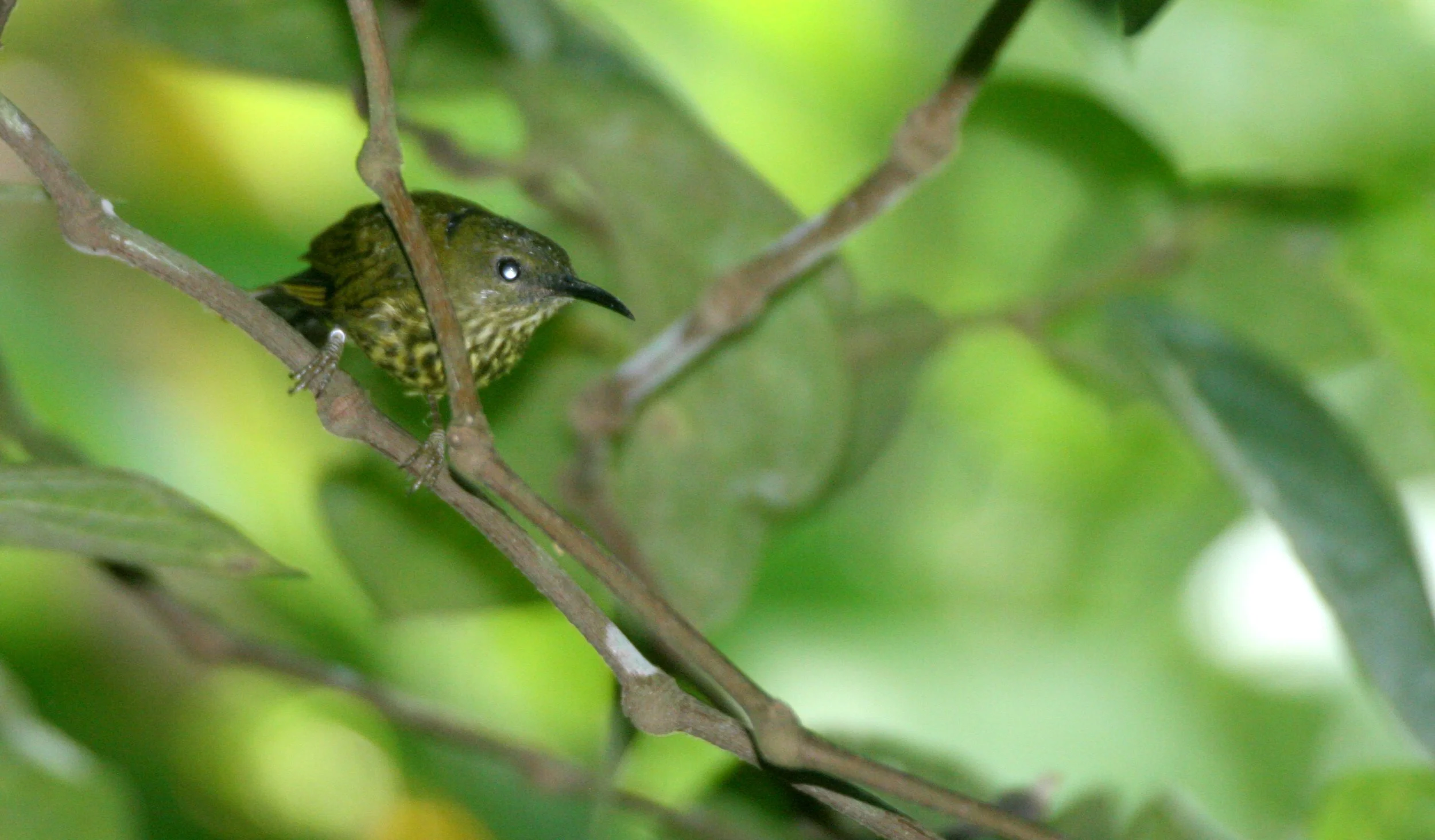 BIRD - SUNBIRD - PURPLE-NAPED SUNBIRD - HYPOGRAMMA HYPOGRAMMICUM - TABIN WILDLIFE RESERVE BORNEO (4).JPG