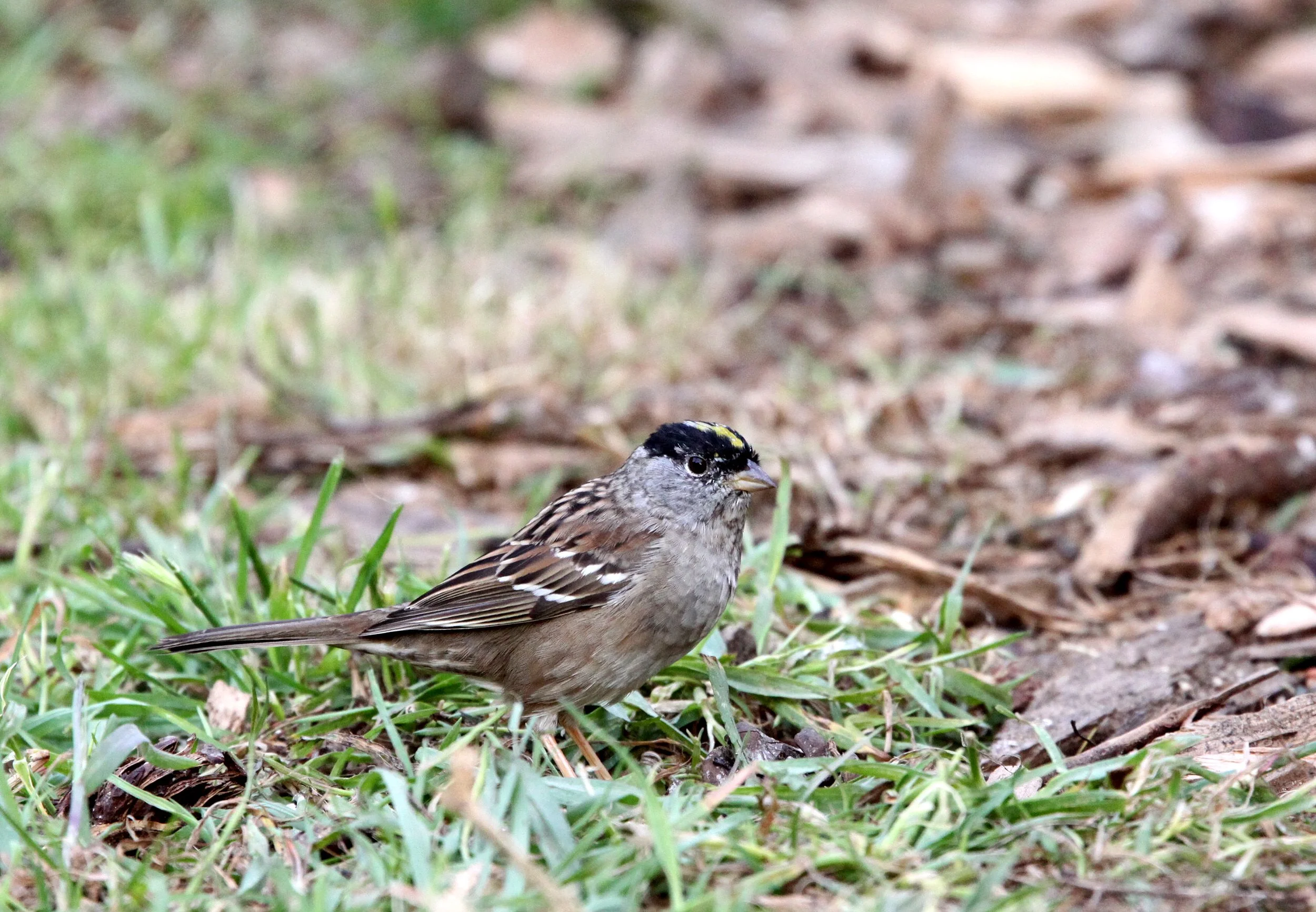 Gold-crowned Sparrow ((Zonotrichia atricapilla) Sunset Beach California.JPG