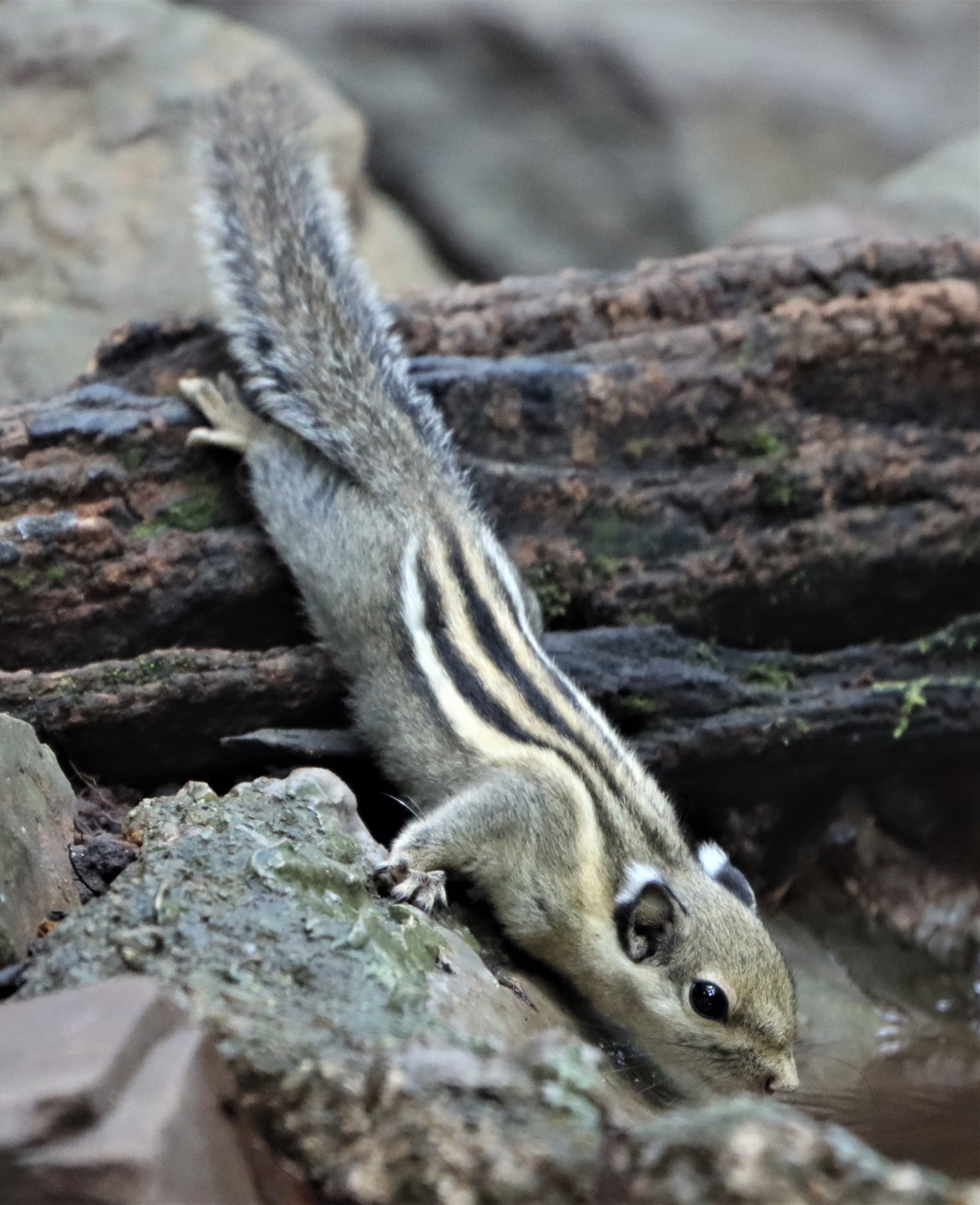 Tamiops mcclellandii - WESTERN (BURMESE) STRIPED SQUIRREL - NEUNG HIDE KAENG KRACHAN (12).jpg