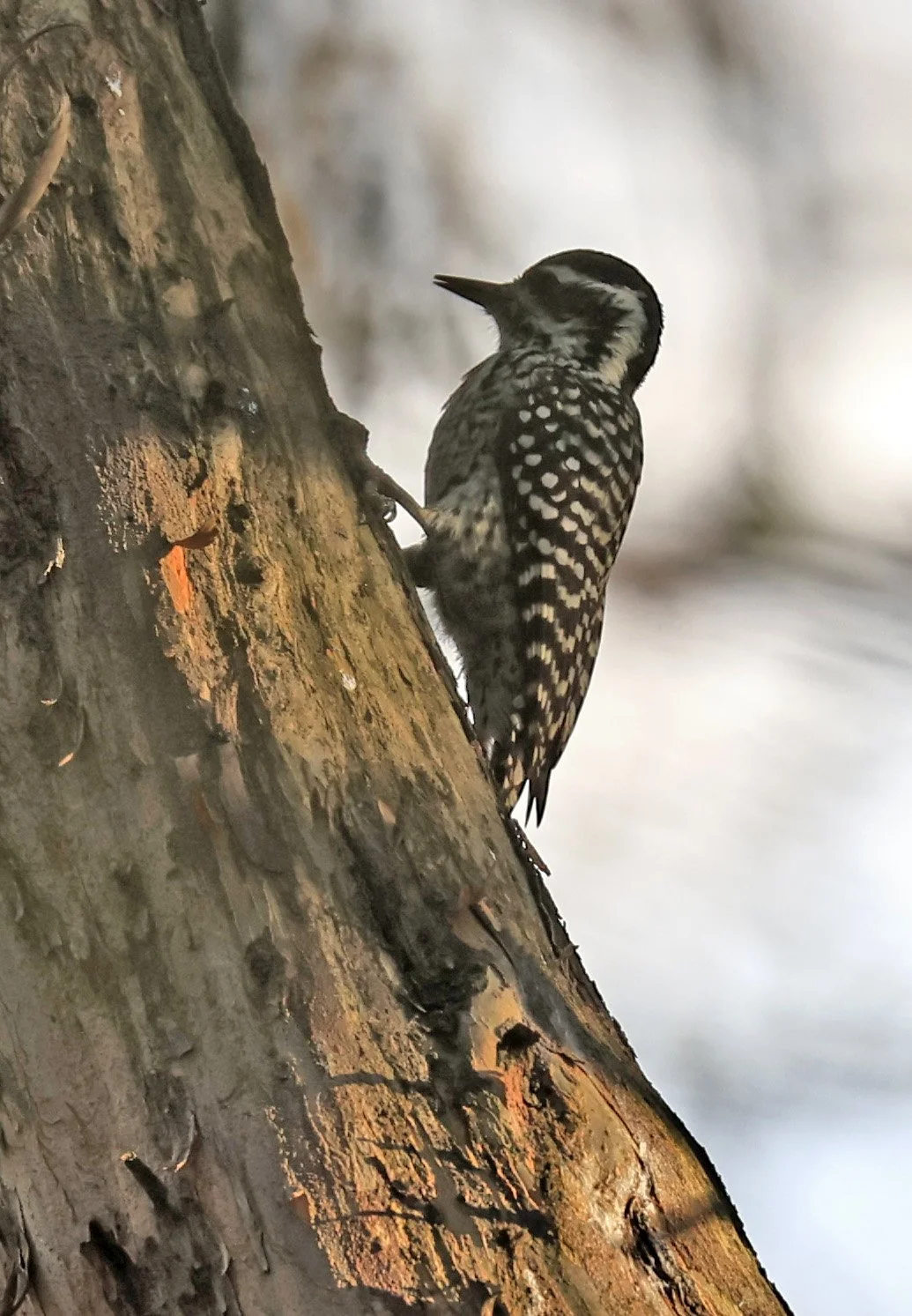 Checkered Woodpecker (Veniliornis mixtus) Estancia Campo'i Paraguay (8).jpg