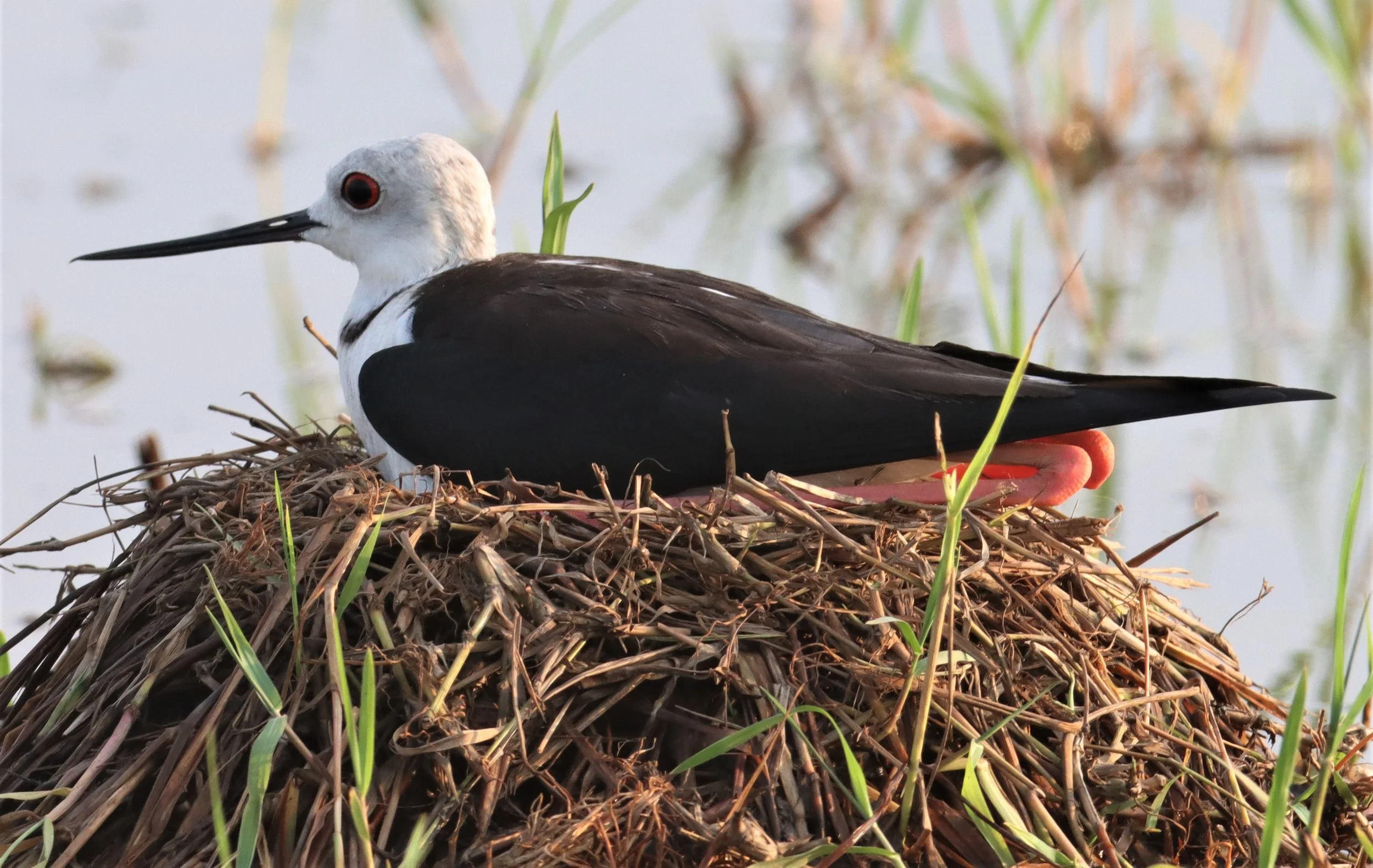 STILT - BLACK-WINGED - STILT - Himantopus himantopus - ANGRY FEMALE GUARDING NEST - PATHUM THANI RICE RESEARCH CENTER (25).jpg