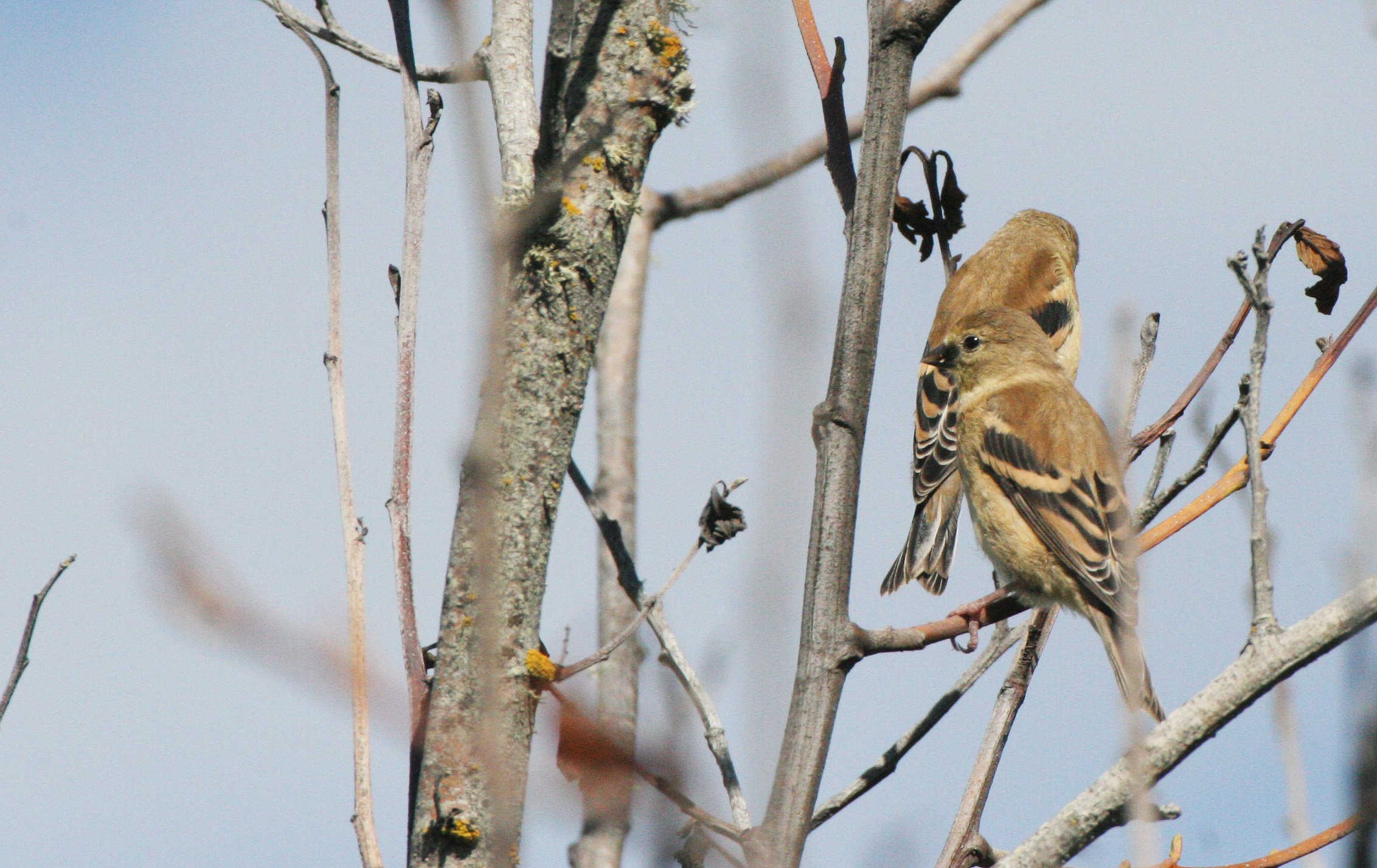 Pine siskin (Spinus pinus) Elwha Valley, Whiskey Bend Trail (8).JPG