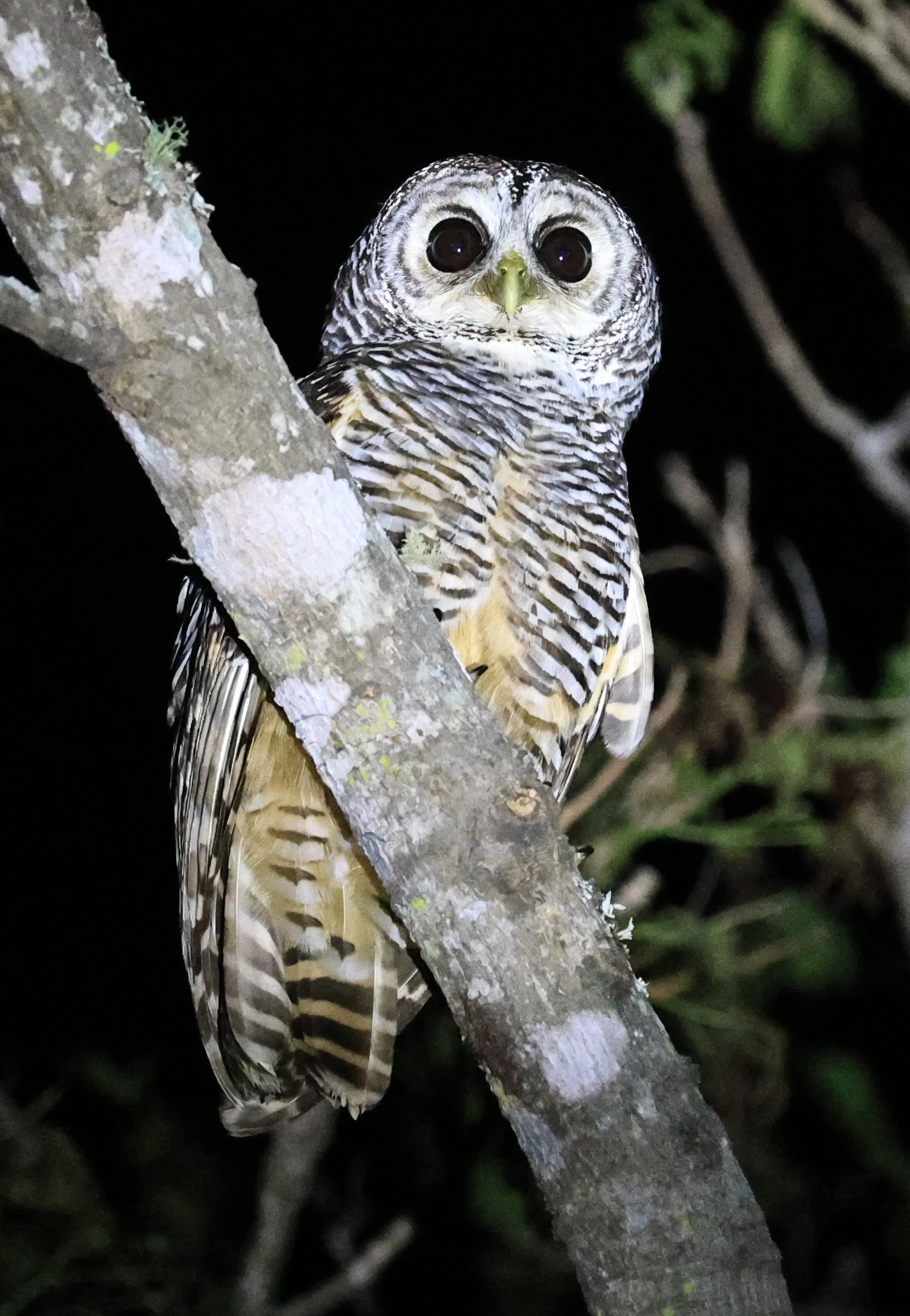 Chaco Owl (Strix chacoensis) Reserva Nueland  Selva Serena (40).jpg