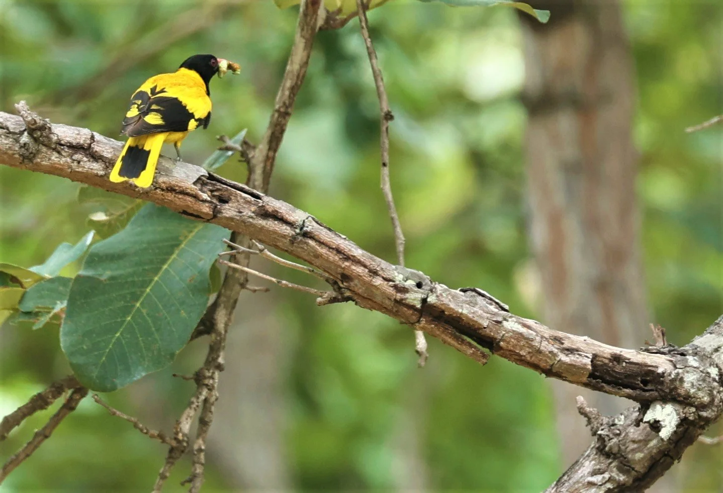 Black-hooded Oriole (Oriolus xanthornus) Huai Kha Khaeng Wildlife Sanctuary Thailand (3).jpg