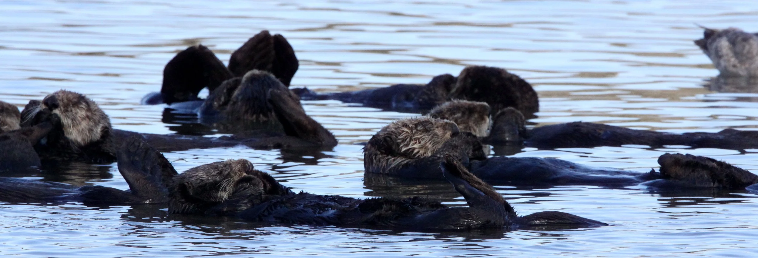 Enhydra lutris nereis - CALIFORNIA (SOUTHERN) SEA OTTER - ELKHORN SLOUGH  WILDLIFE REFUGE CALIFORNIA (66).JPG