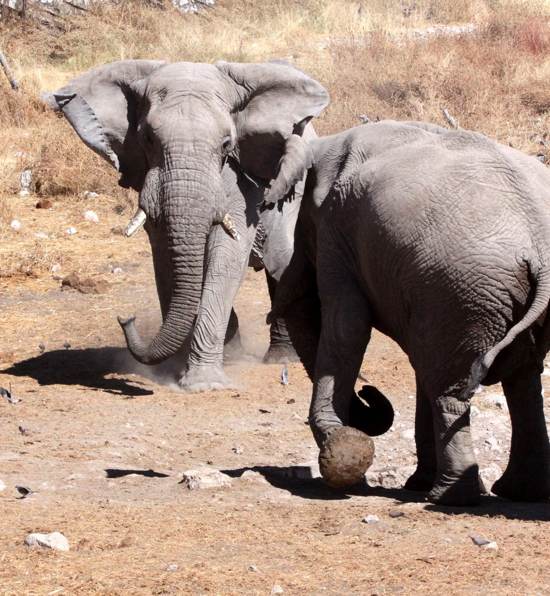 ELEPHANT - AFRICAN ELEPHANT - ETOSHA NATIONAL PARK NAMIBIA (119).JPG