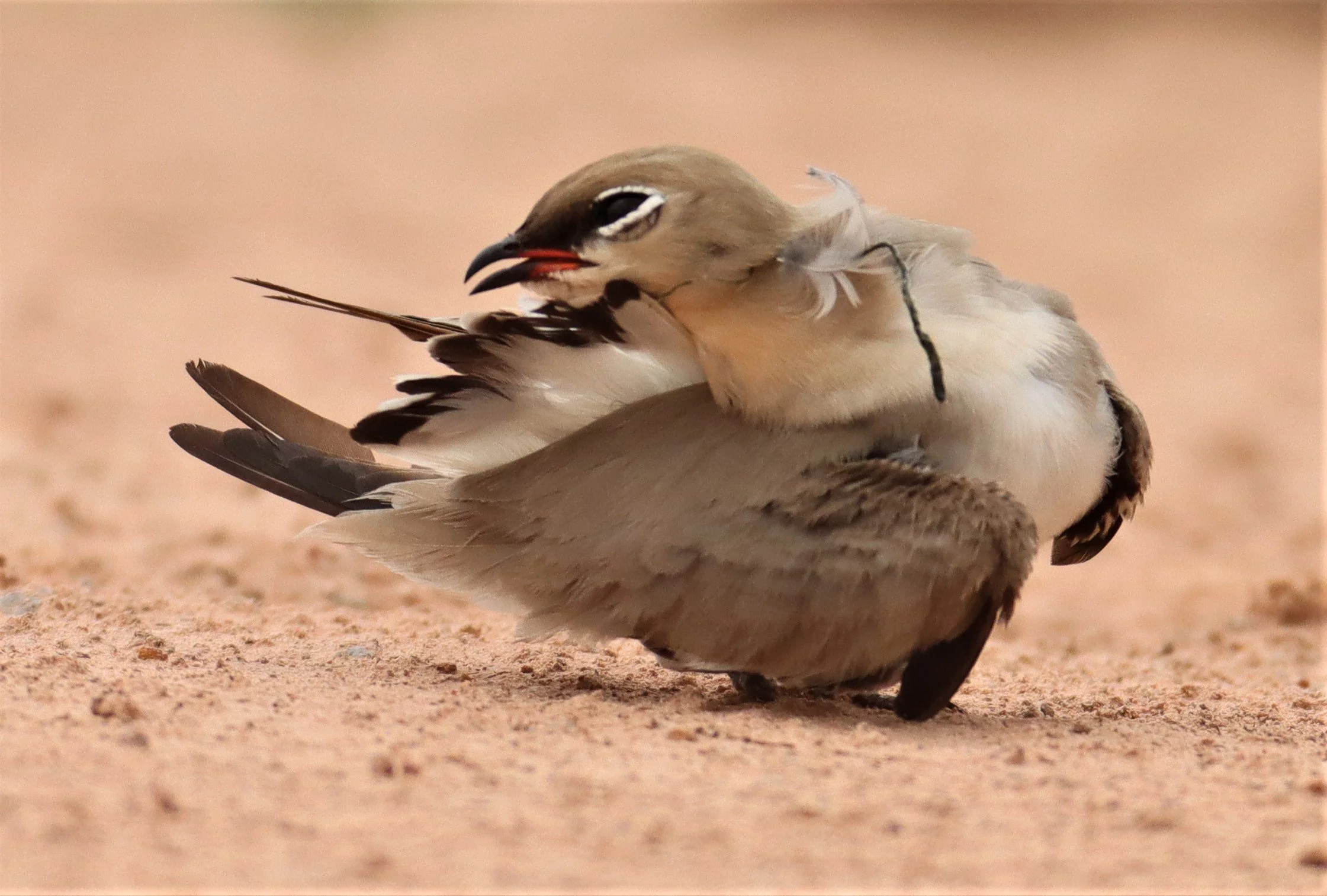 PRATINCOLE - SMALL PRATINCOLE - Glareola lactea - KABIN BURI WETLANDS 15KM OUT ON 304 (106).jpg