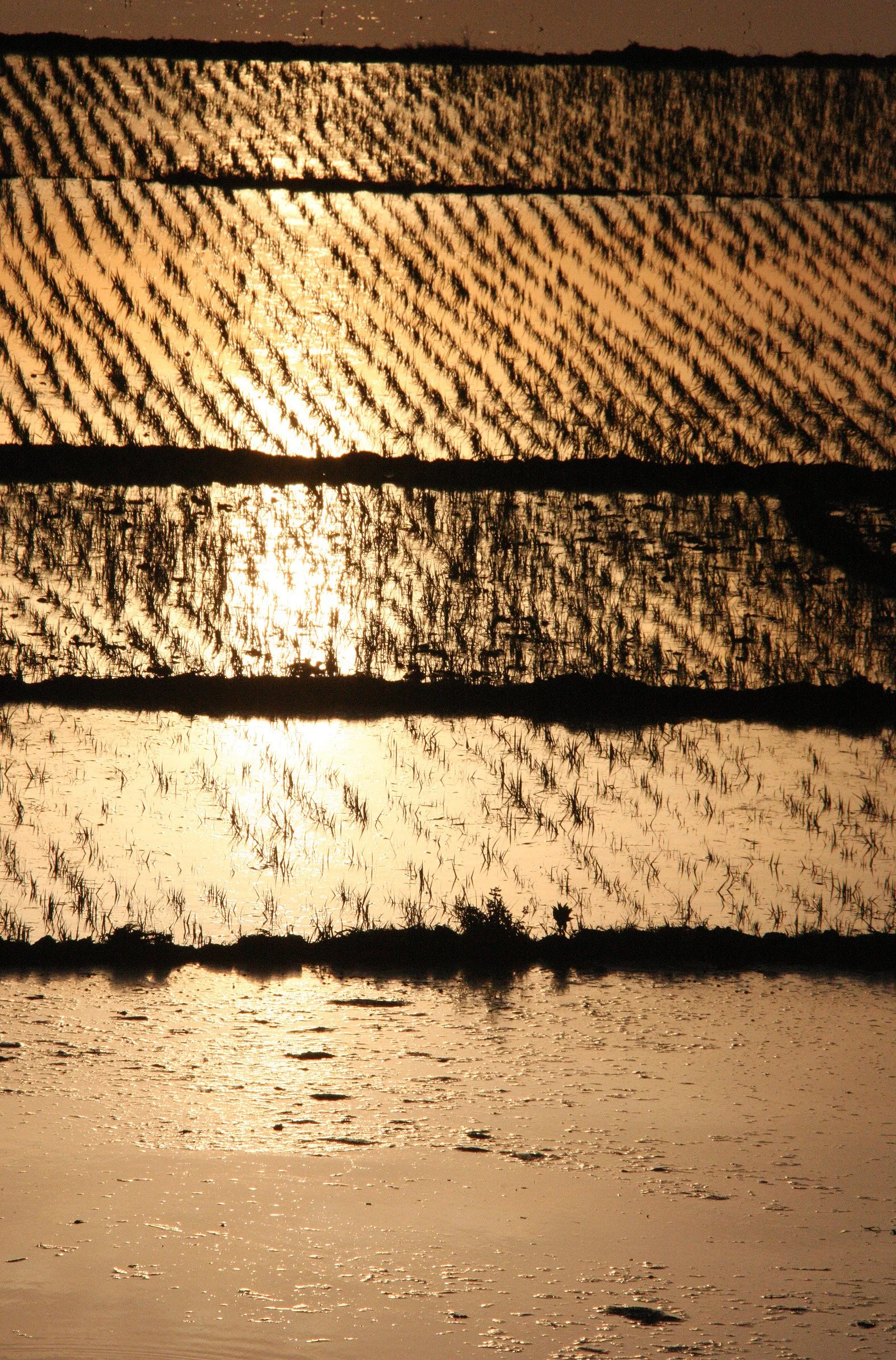 LINDEN CENTER - XIZHOU VILLAGE YUNNAN CHINA (70).JPG