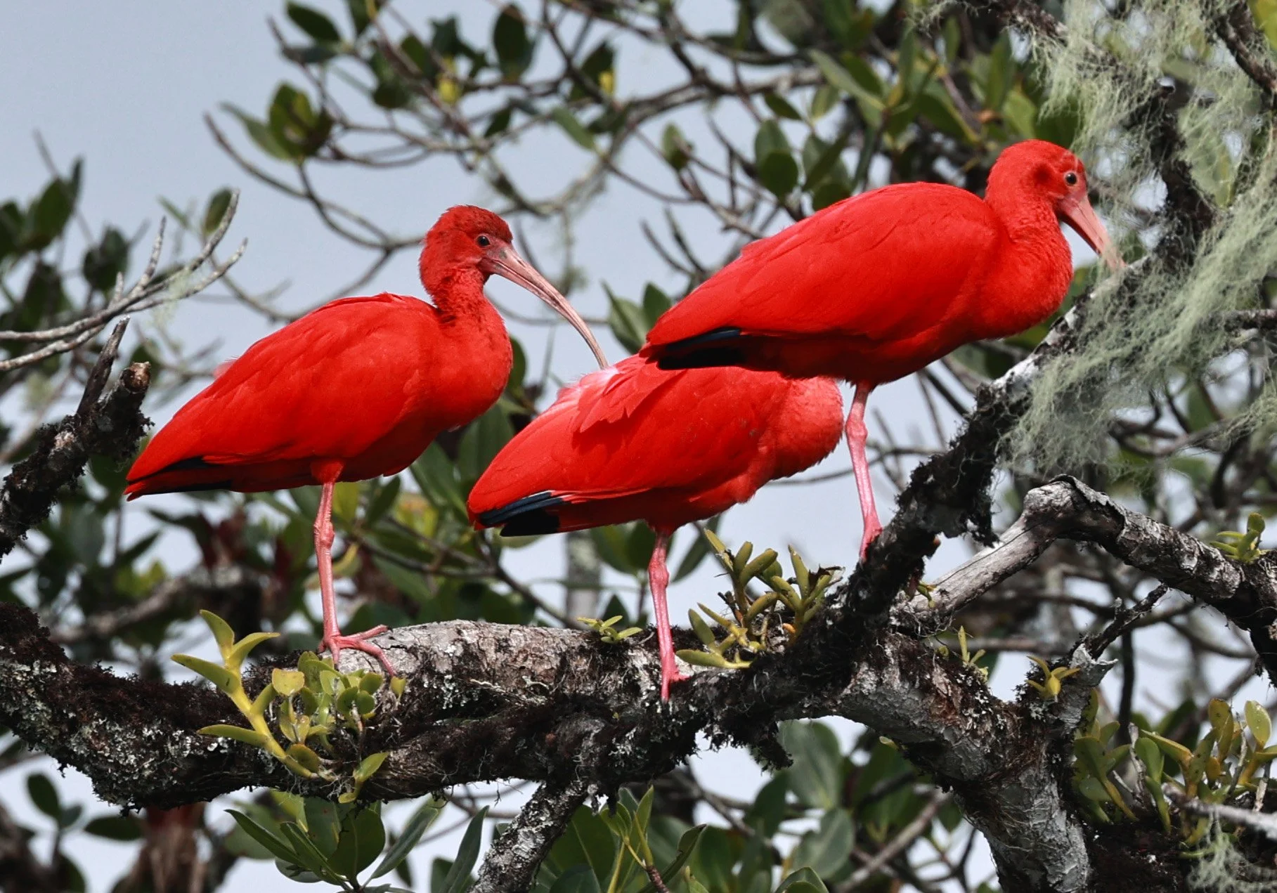 Scarlet Ibis (Eudocimus ruber) Superagüi National Park, Brazil (17).jpg
