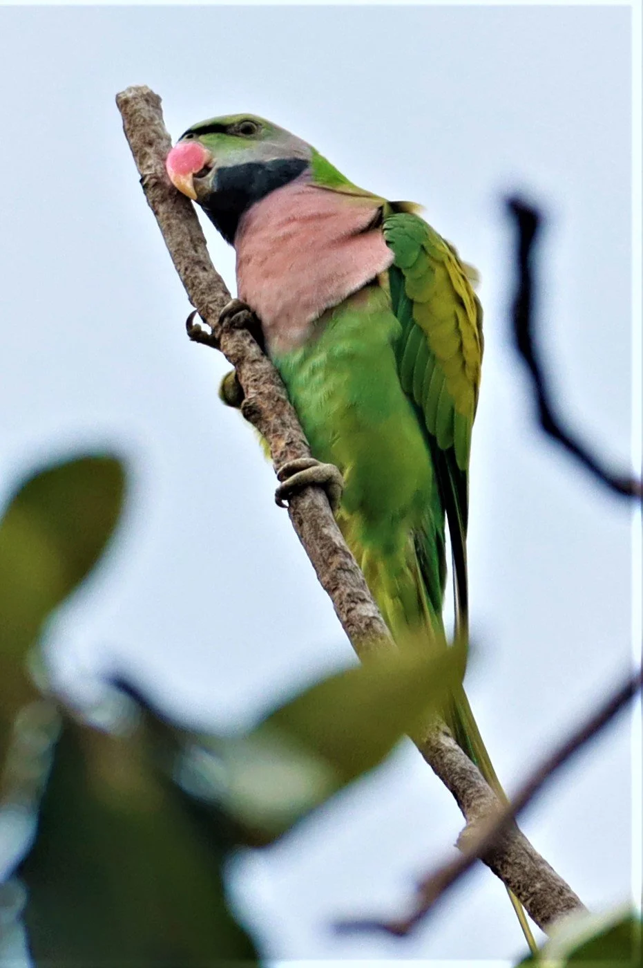 PARAKEET - RED-BREASTED PARAKEET - Psittacula alexandri - WAT SUAN YAI NONTHABURI (12).jpg