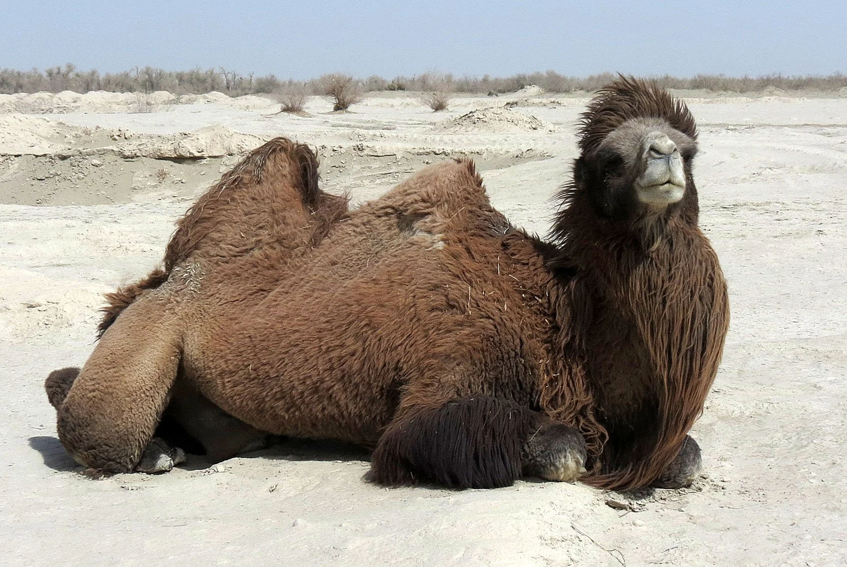 Camelus bactrianus - BACTRIAN CAMEL - LOP NUR WILD BACTRIAN CAMEL RESERVE - XINJIANG CHINA (13).JPG